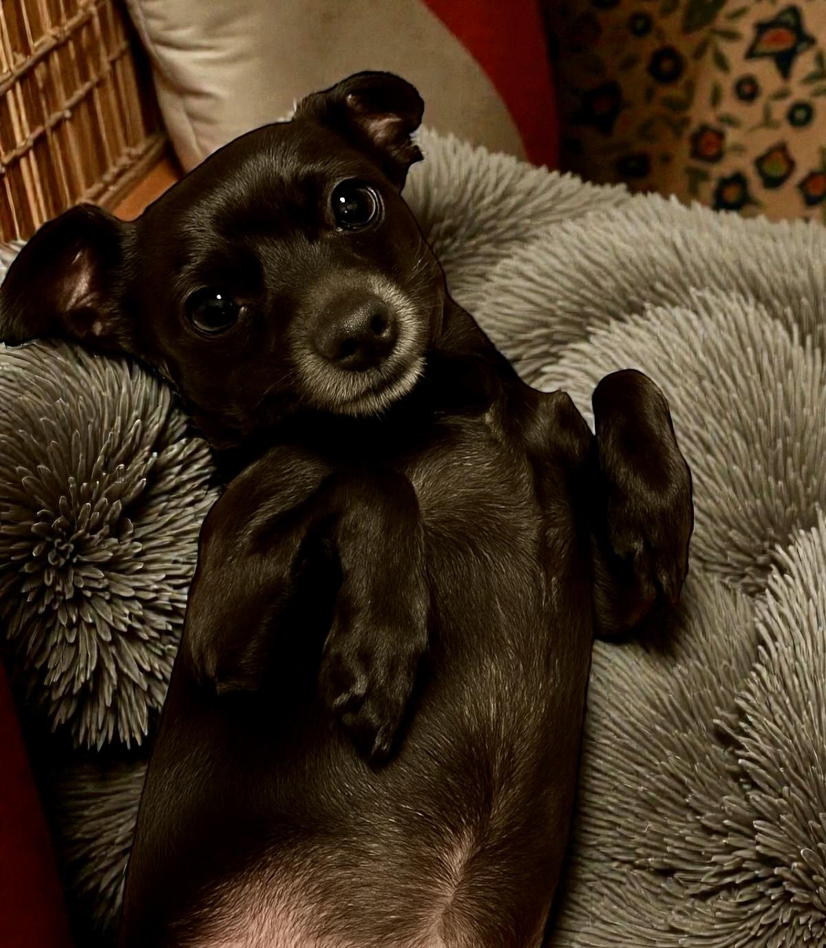 Katy, a ADOPTABLE mixed breed in Ooltewah, TN image 1/6