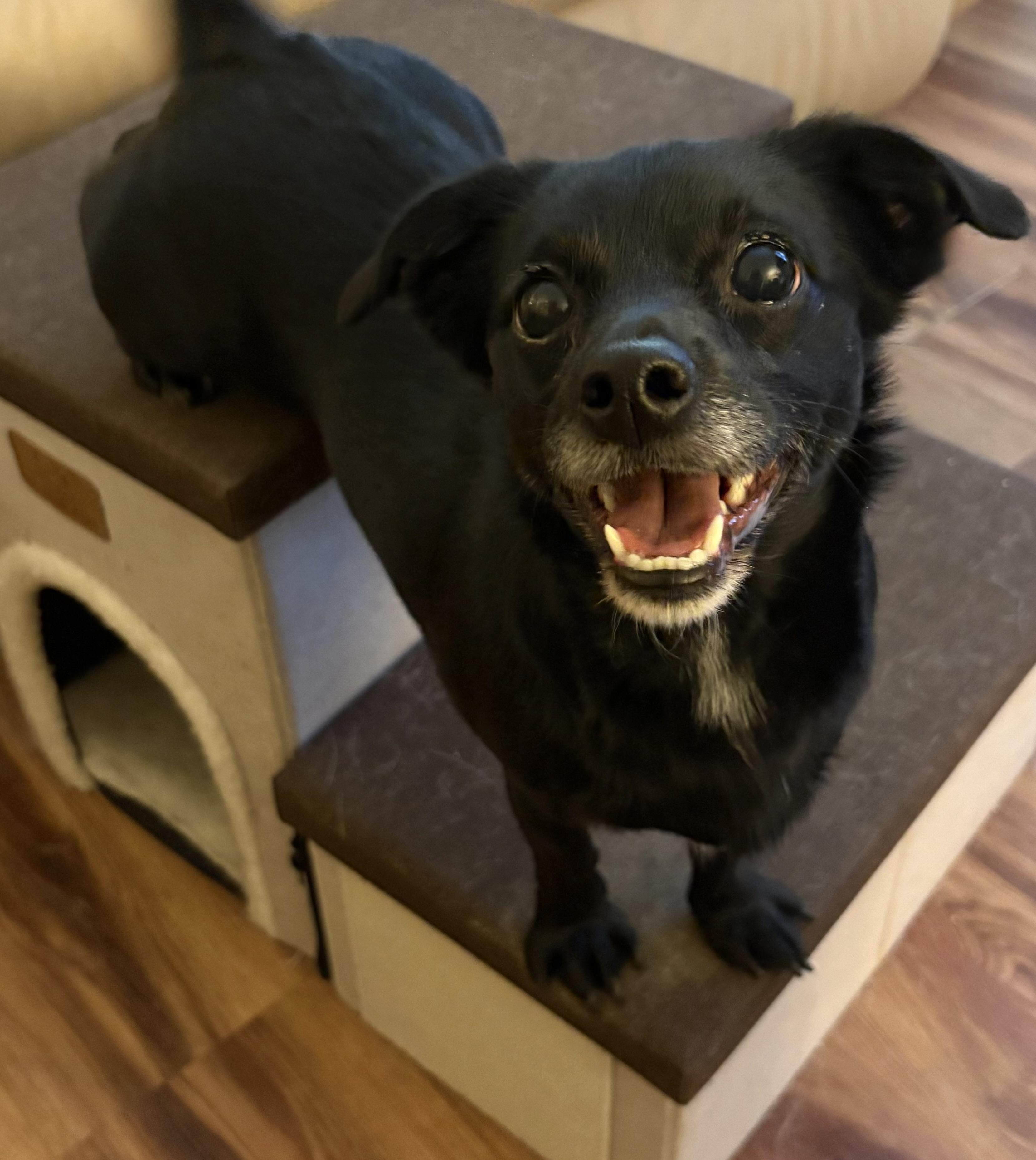 Katy, a ADOPTABLE mixed breed in Ooltewah, TN image 2/5