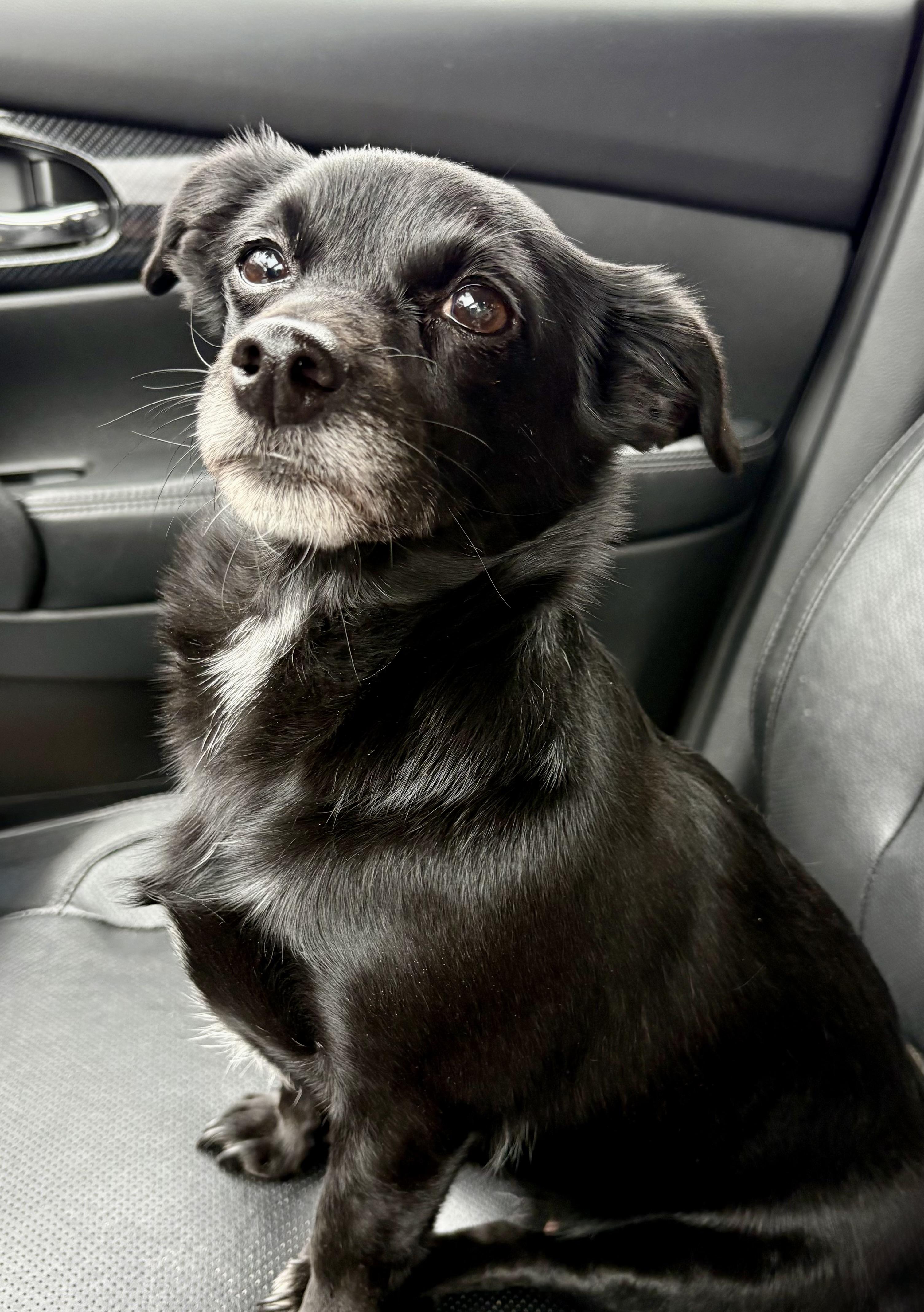 Katy, a ADOPTABLE mixed breed in Ooltewah, TN image 3/5