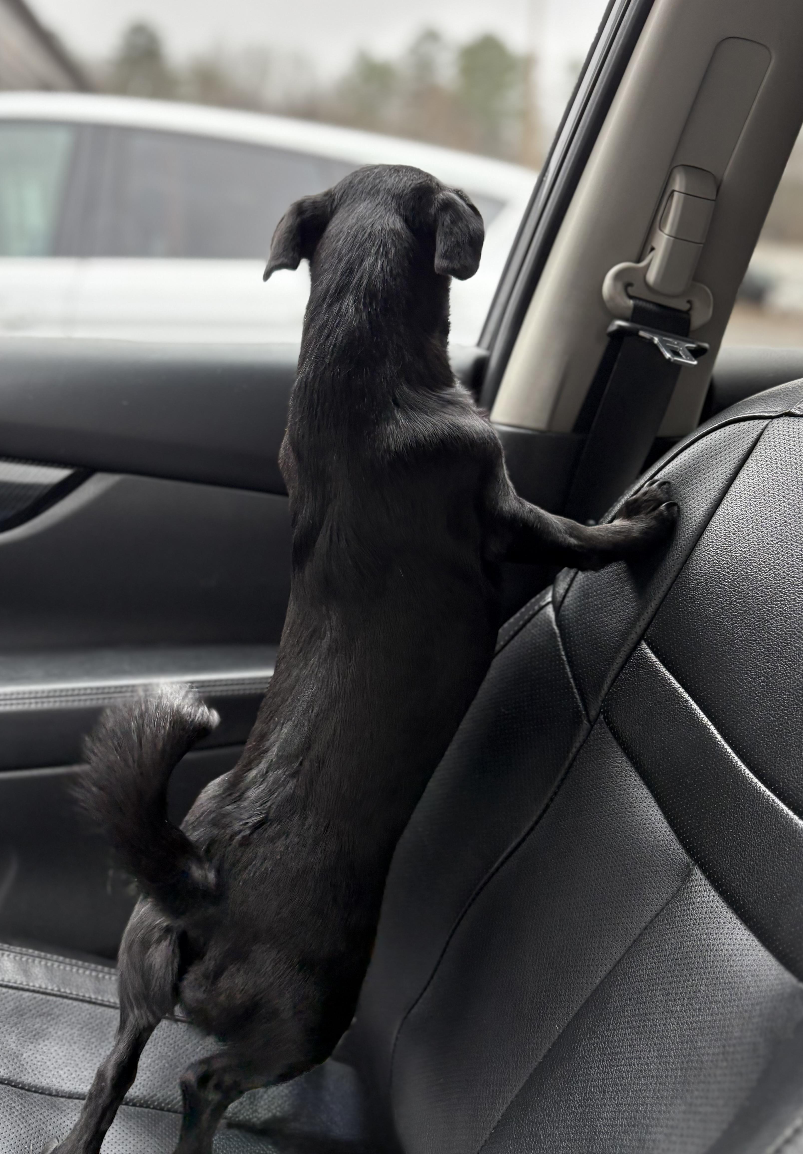 Katy, a ADOPTABLE mixed breed in Ooltewah, TN image 4/5