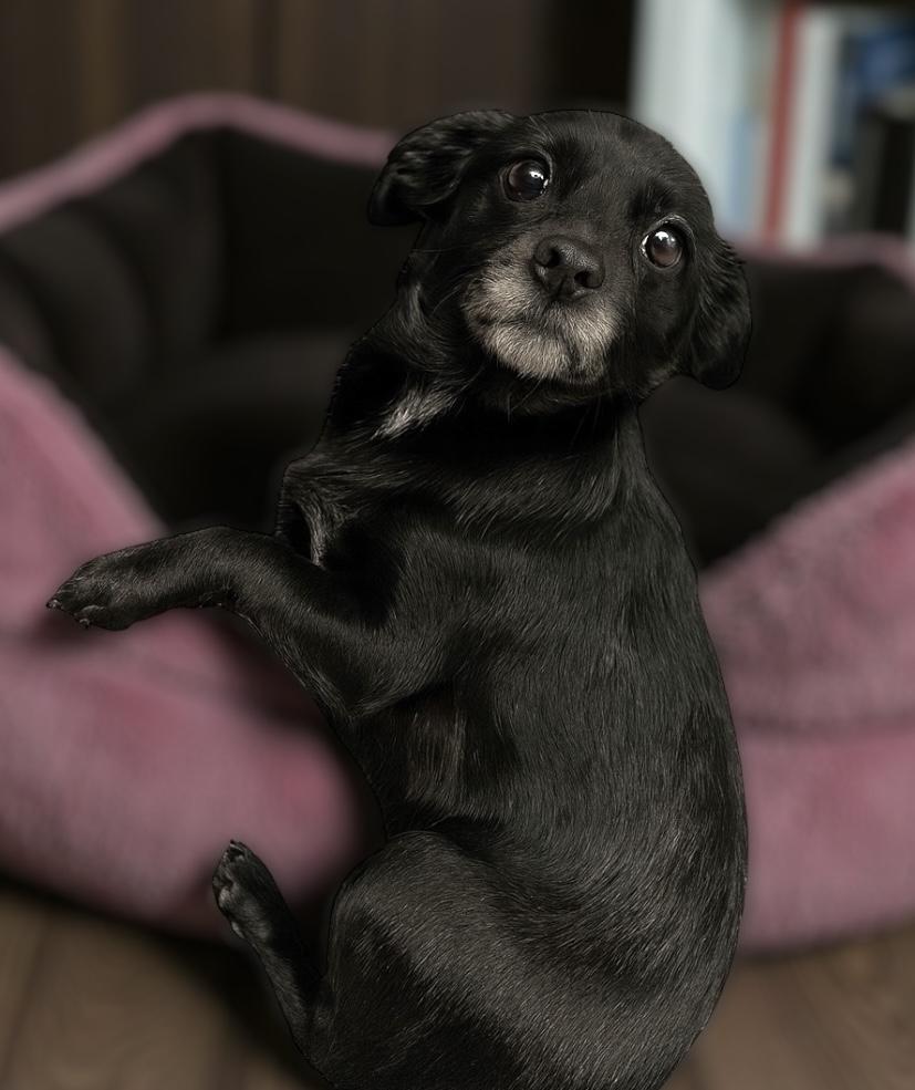 Katy, a ADOPTABLE mixed breed in Ooltewah, TN image 5/5