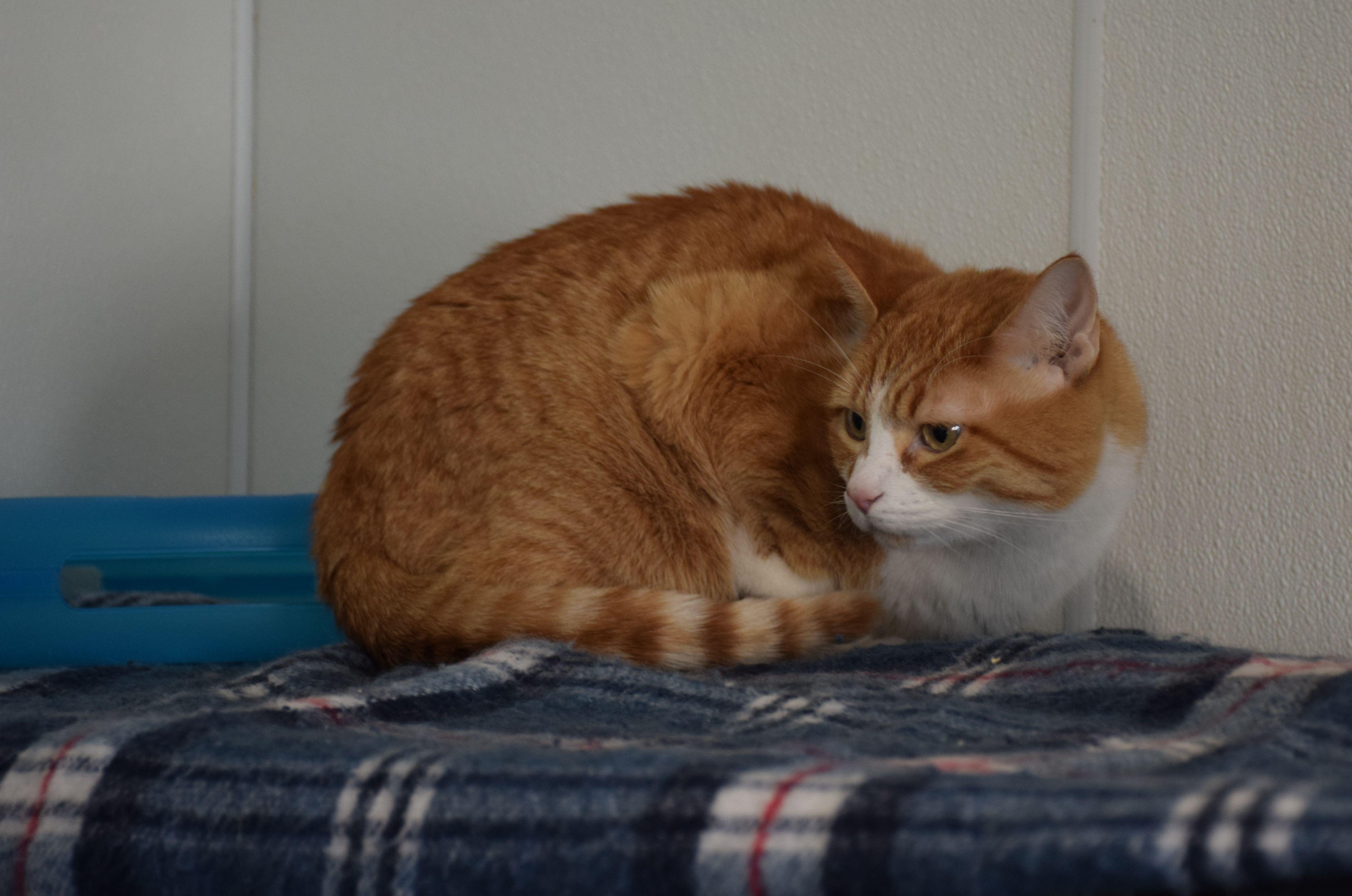 Enlarge Jojo, a ADOPTABLE Tabby in Claresholm, AB image 1/1