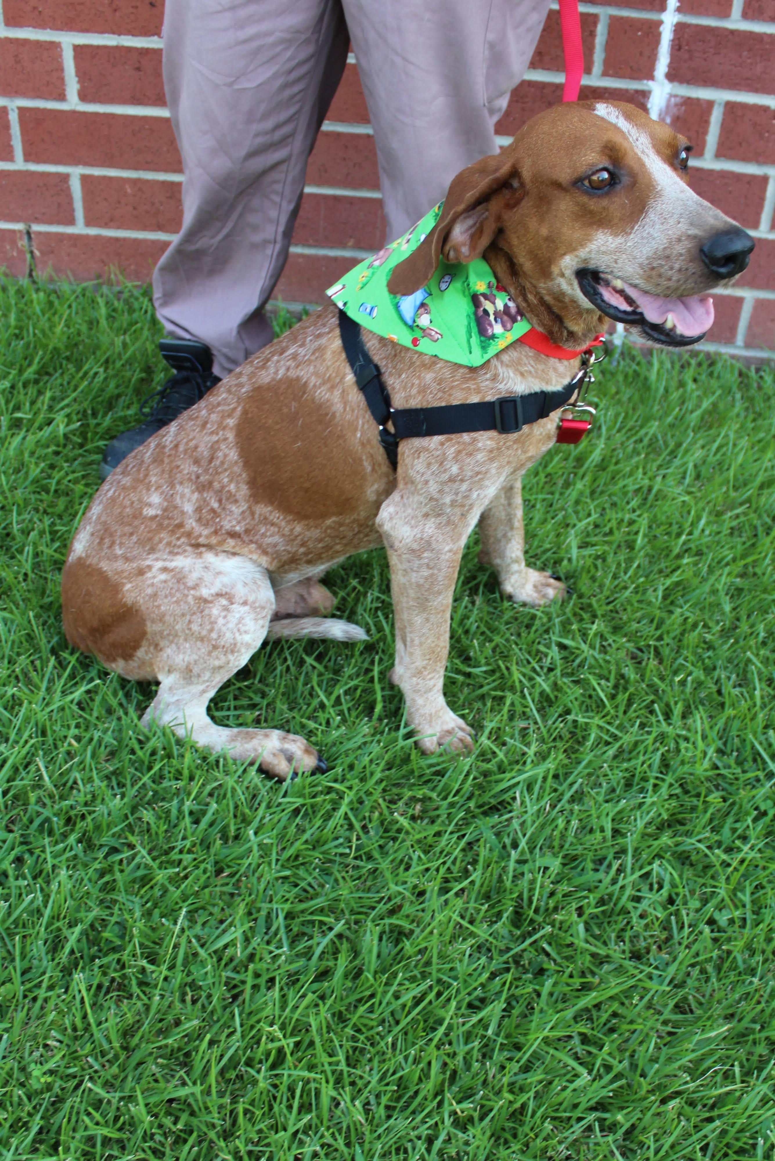 Smores, ADOPTABLE, Adult Male English Coonhound.