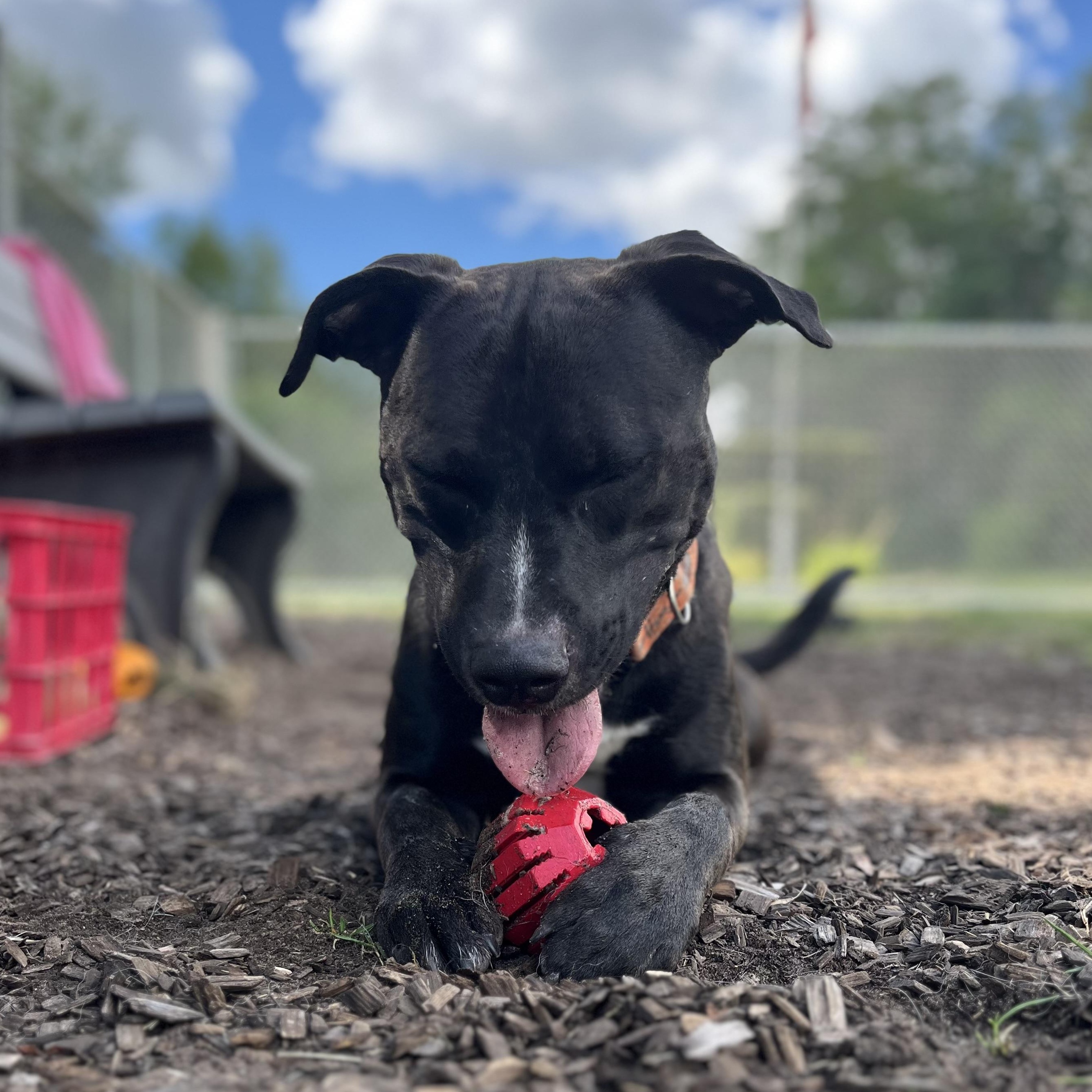 Ozzy, a Adoptable Mixed Breed in Mount Pleasant, MI image 3/3