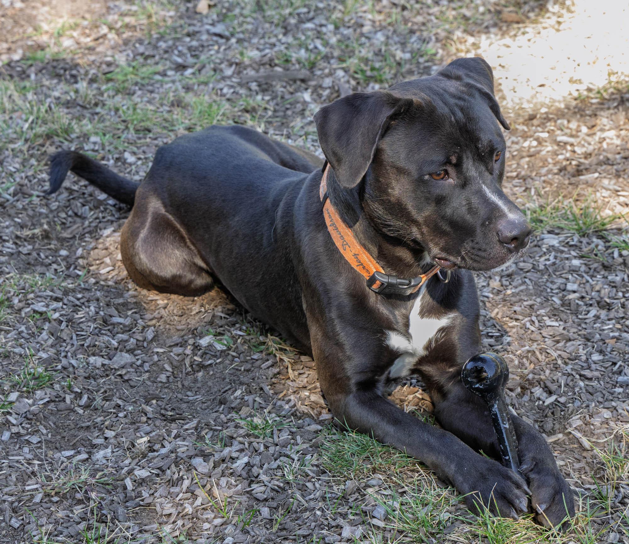 Ozzy, a Adoptable Mixed Breed in Mount Pleasant, MI image 2/3