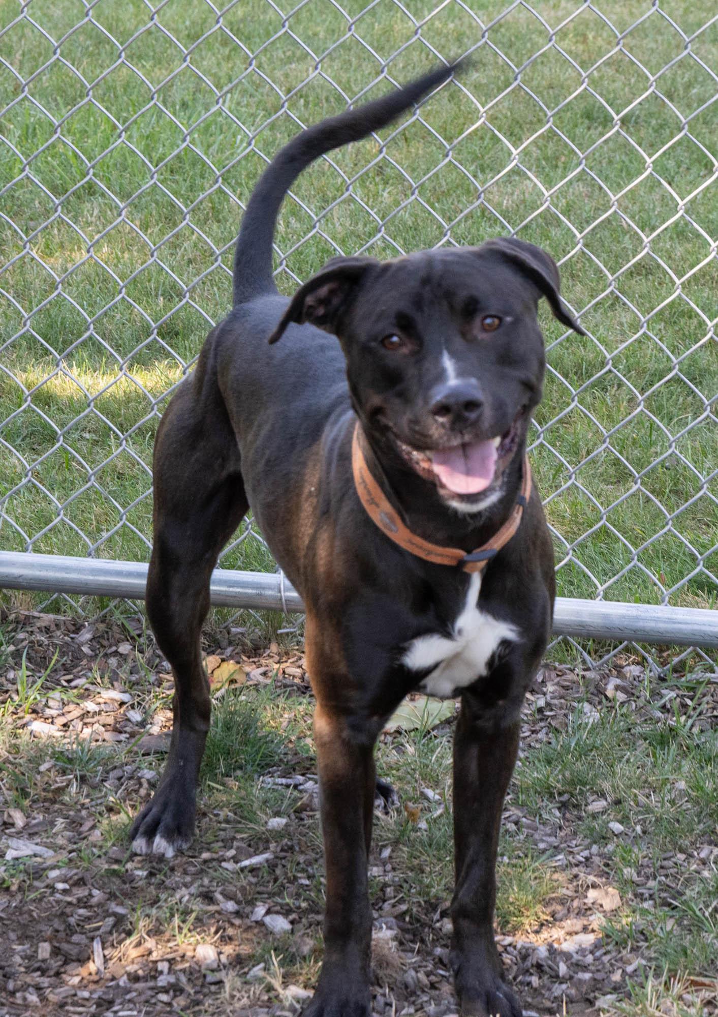 Ozzy, a Adoptable Mixed Breed in Mount Pleasant, MI image 1/3