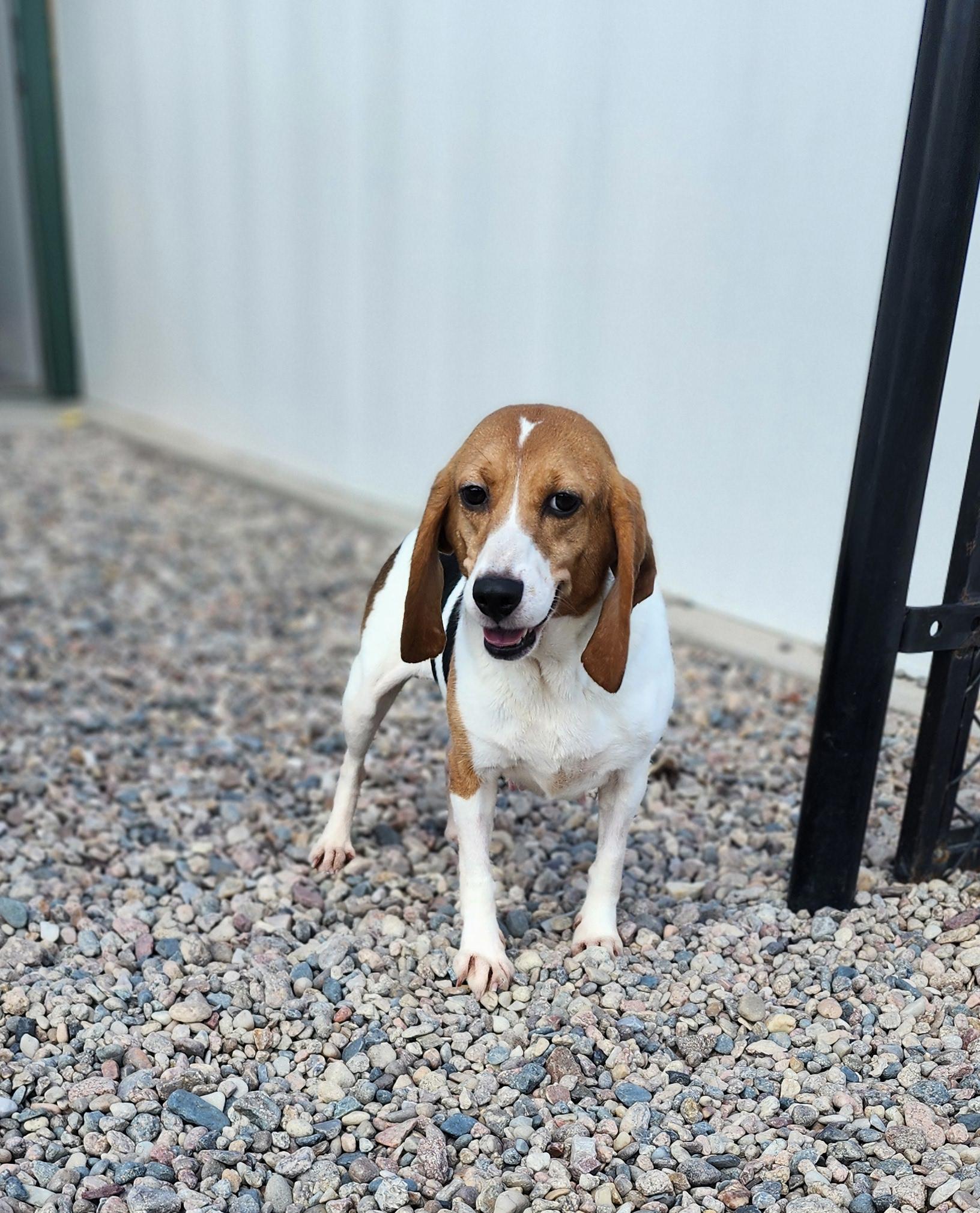 Porsche, an adoptable Beagle in Hartville, WY, 82215 | Photo Image 1
