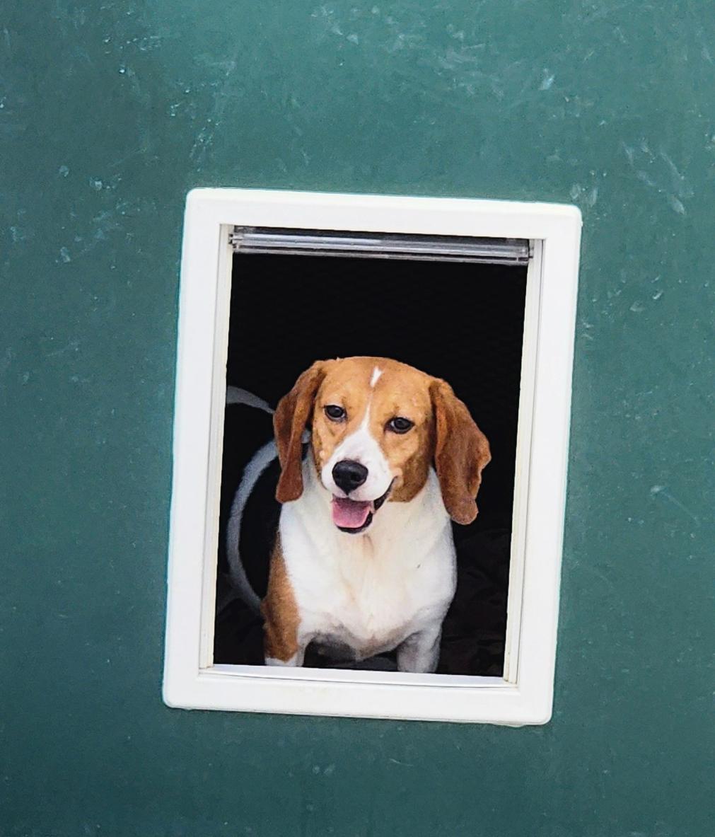 Porsche, an adoptable Beagle in Hartville, WY, 82215 | Photo Image 2