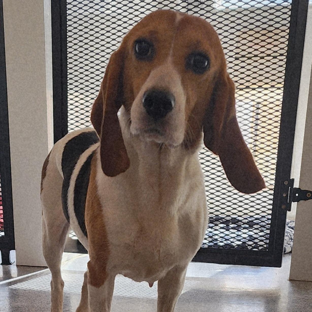 Porsche, an adoptable Beagle in Hartville, WY, 82215 | Photo Image 4