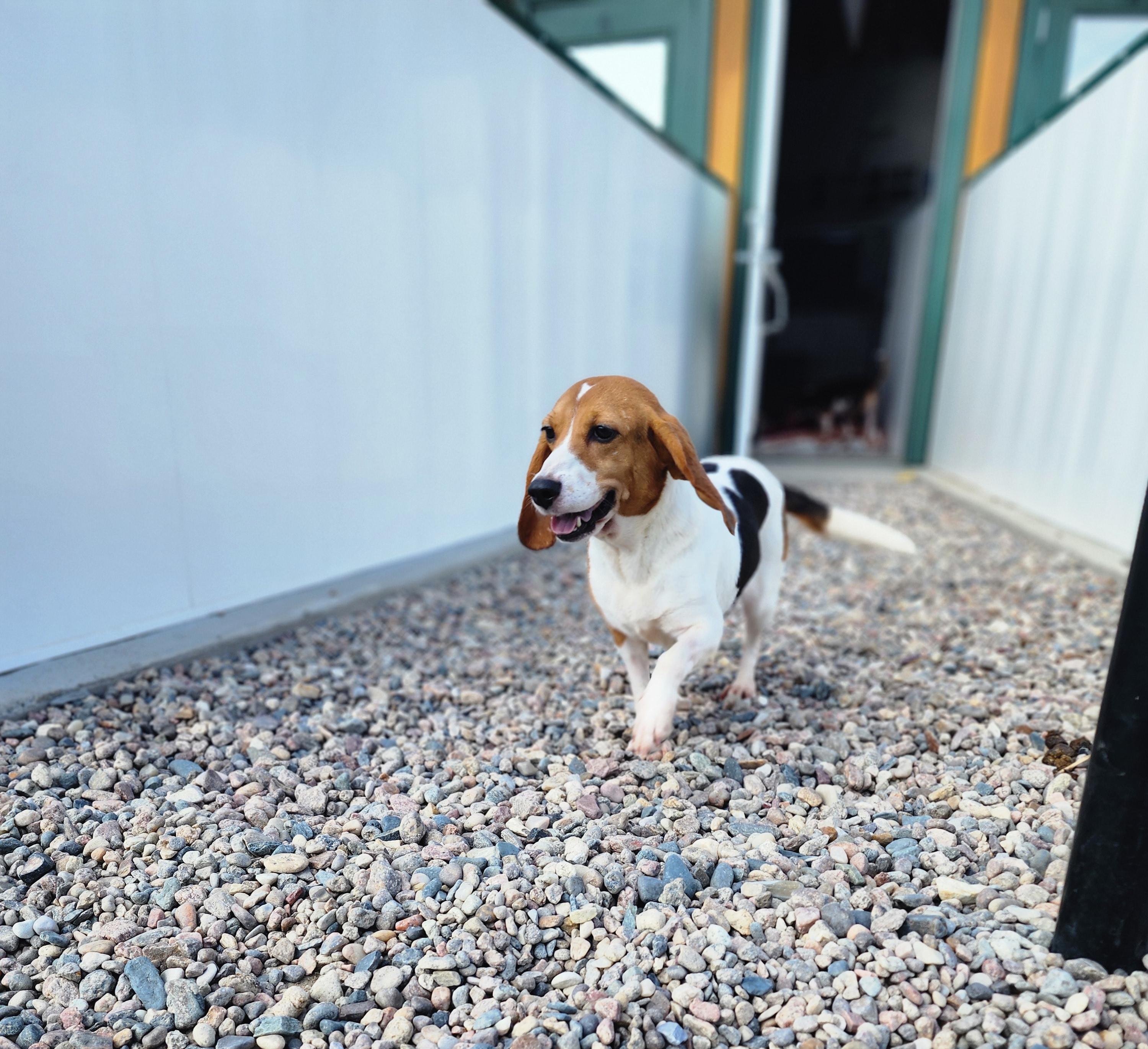 Porsche, an adoptable Beagle in Hartville, WY, 82215 | Photo Image 3
