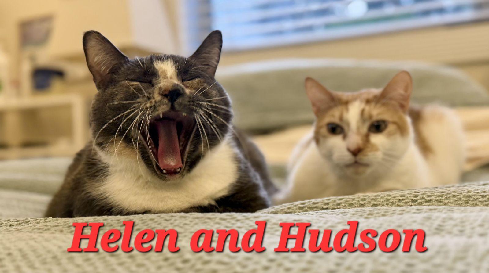 Hudson, Adoptable, Adult Male Domestic Short Hair.