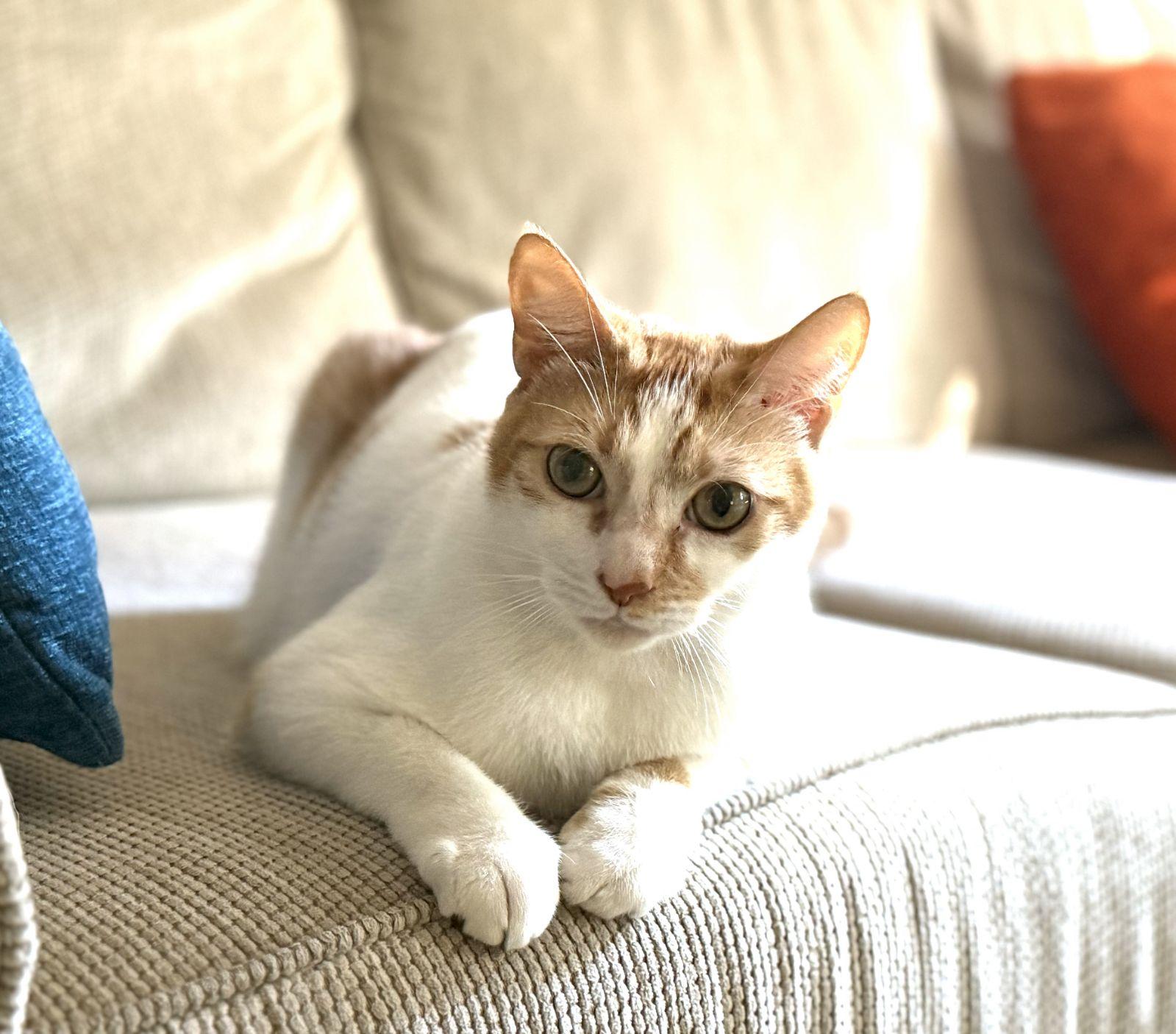 Enlarge Hudson, a Adoptable Domestic Short Hair in Boynton Beach, FL image 3/3