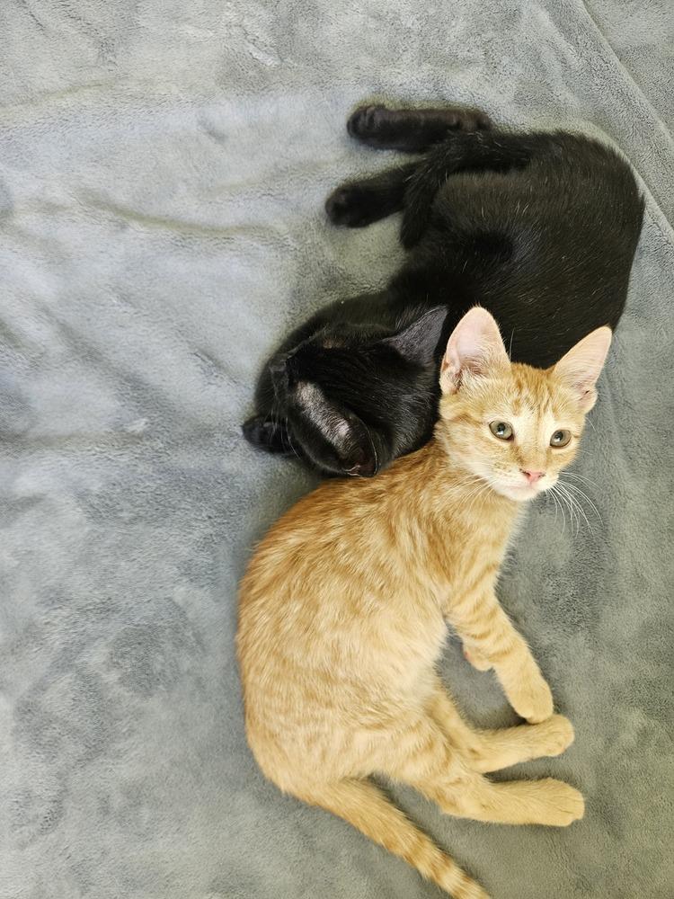 Frodo 2, Adoptable, Kitten Male American Shorthair.