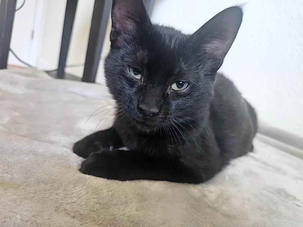 Frodo 2, a Adoptable mixed breed in Austin, TX image 2/6