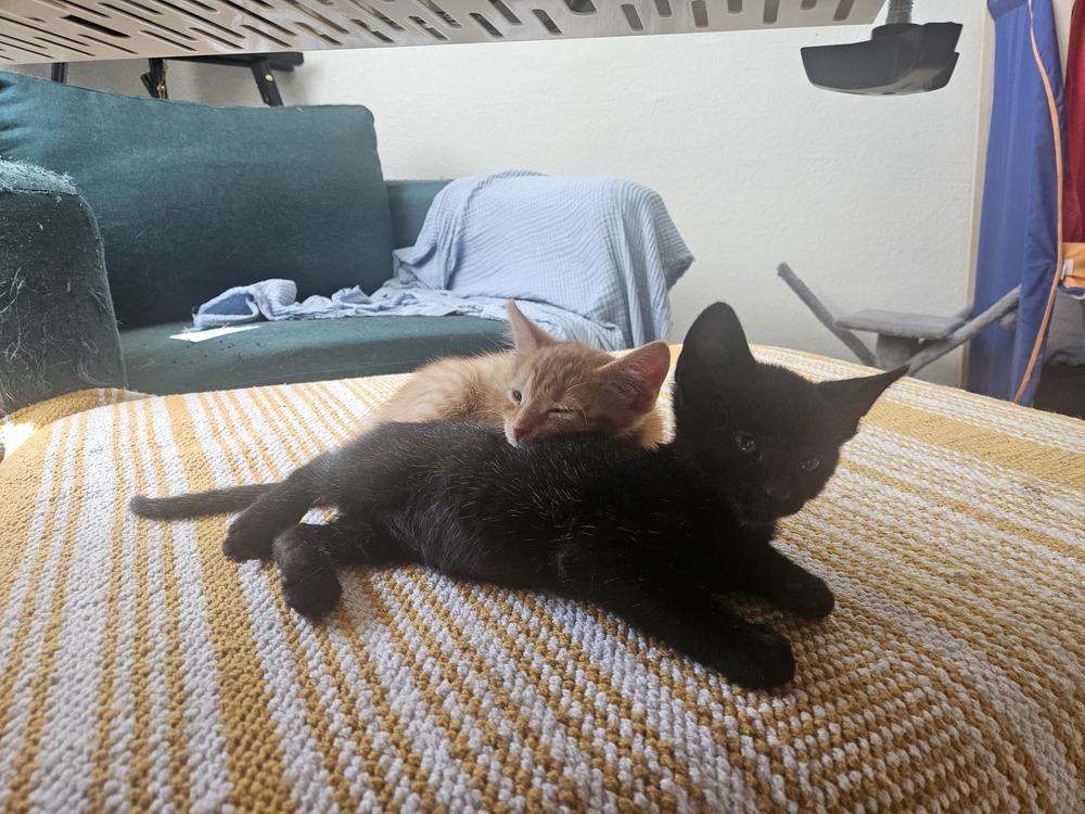 Frodo 2, a Adoptable mixed breed in Austin, TX image 4/6