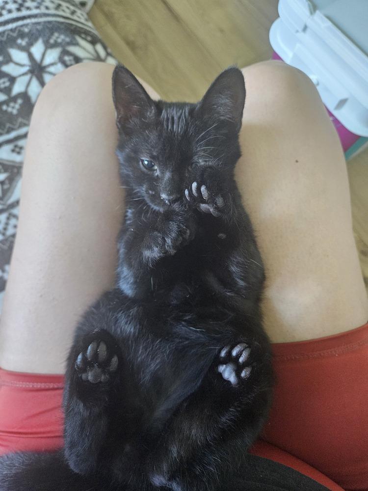 Frodo 2, a Adoptable mixed breed in Austin, TX image 5/6