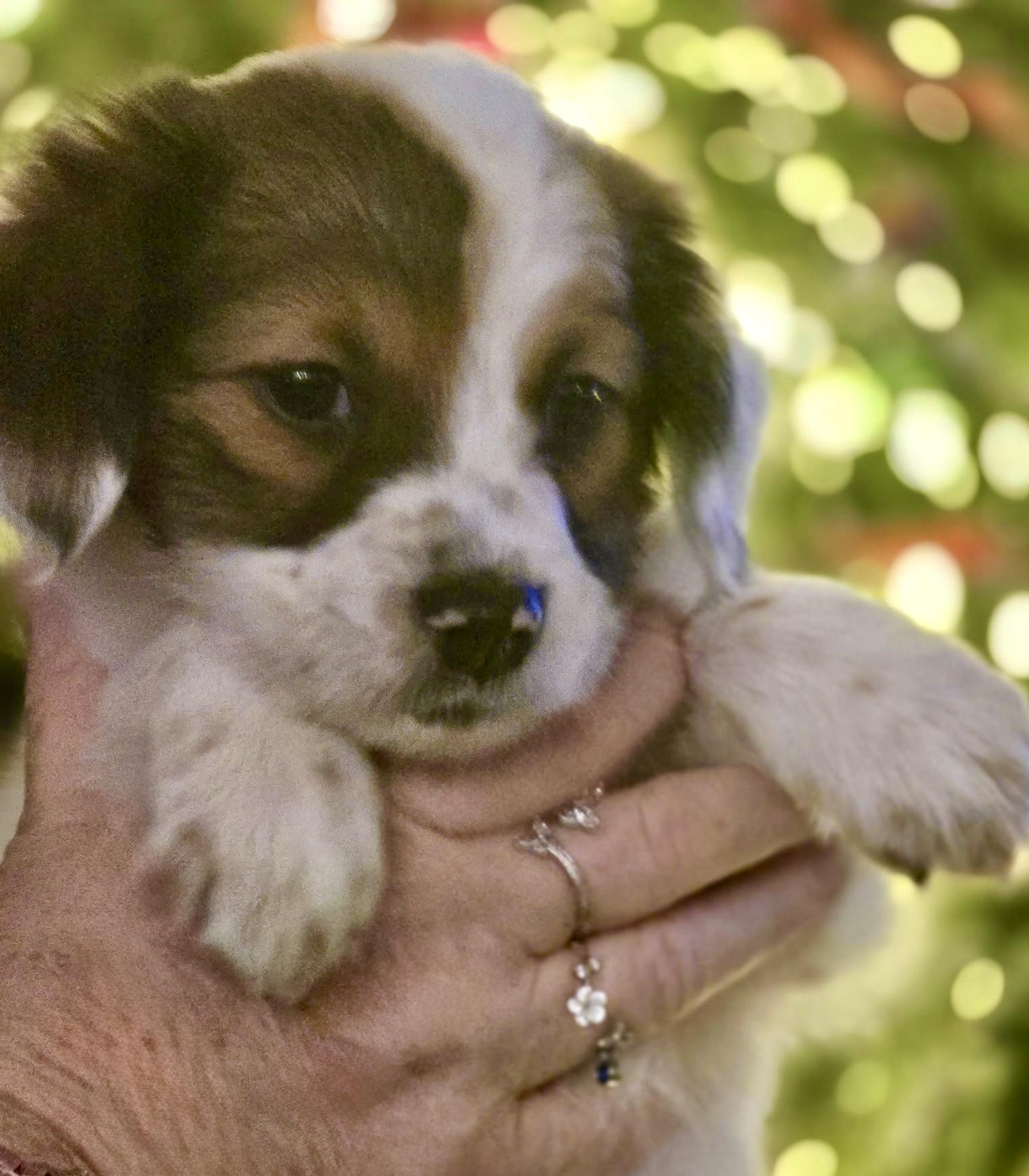 Enlarge Cindy Lou Who, an adopted mixed breed in Waxhaw, NC image 5/5