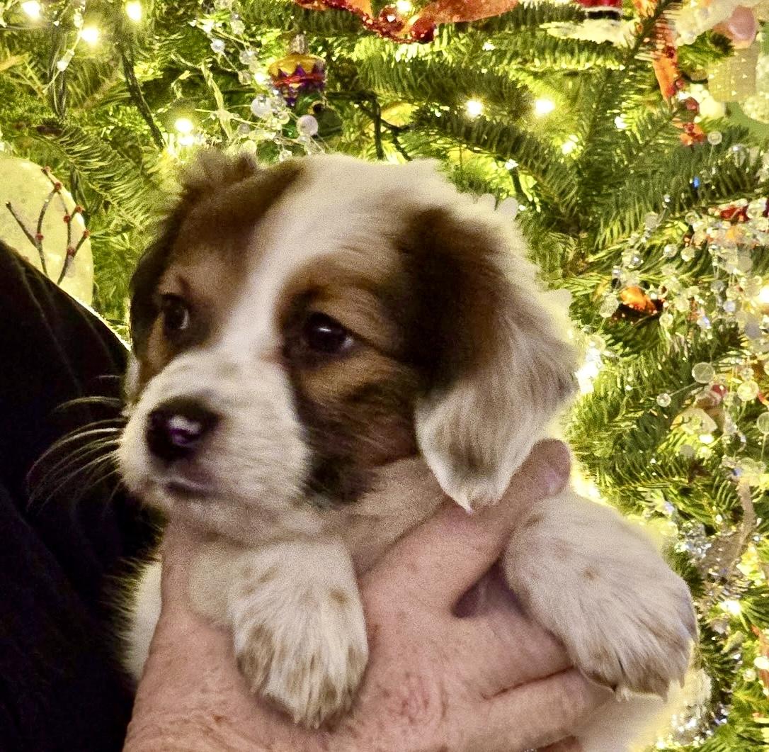 Enlarge Cindy Lou Who, an adopted mixed breed in Waxhaw, NC image 1/5