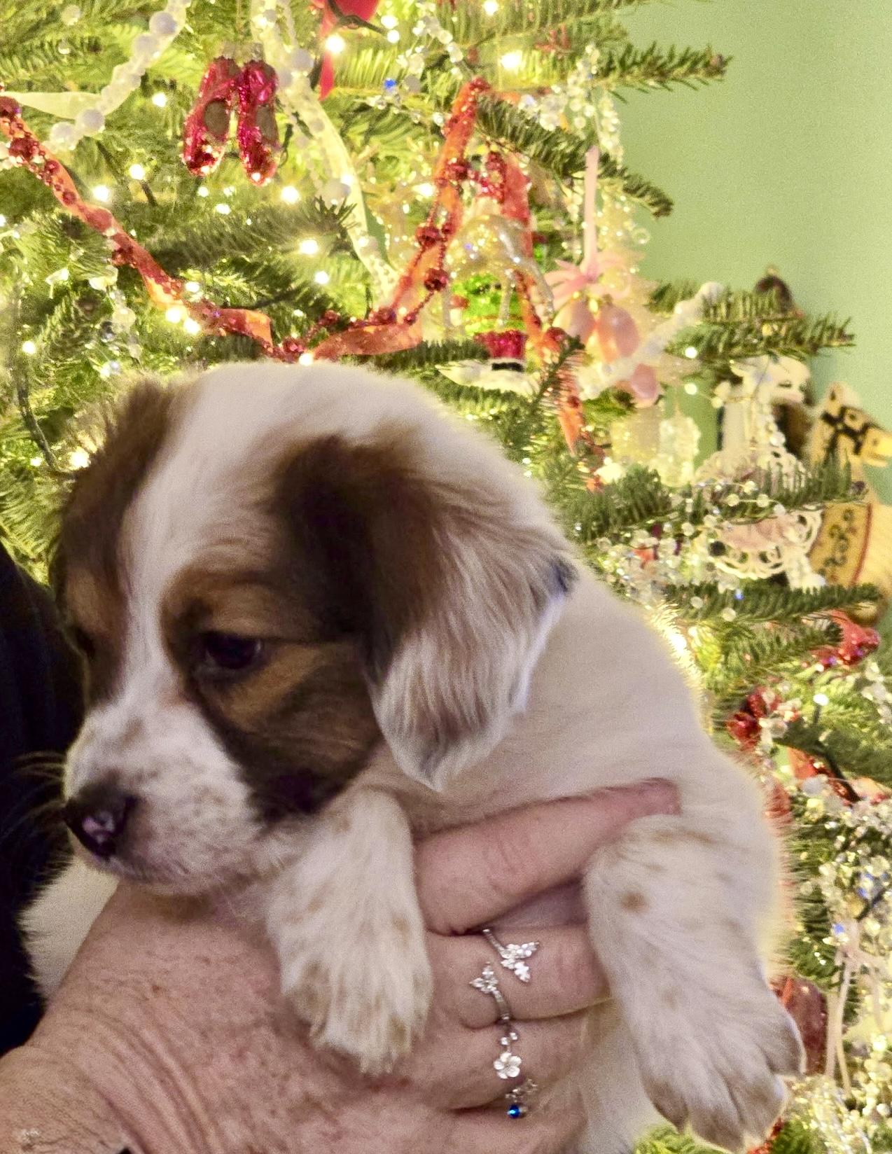 Enlarge Cindy Lou Who, an adopted mixed breed in Waxhaw, NC image 2/5