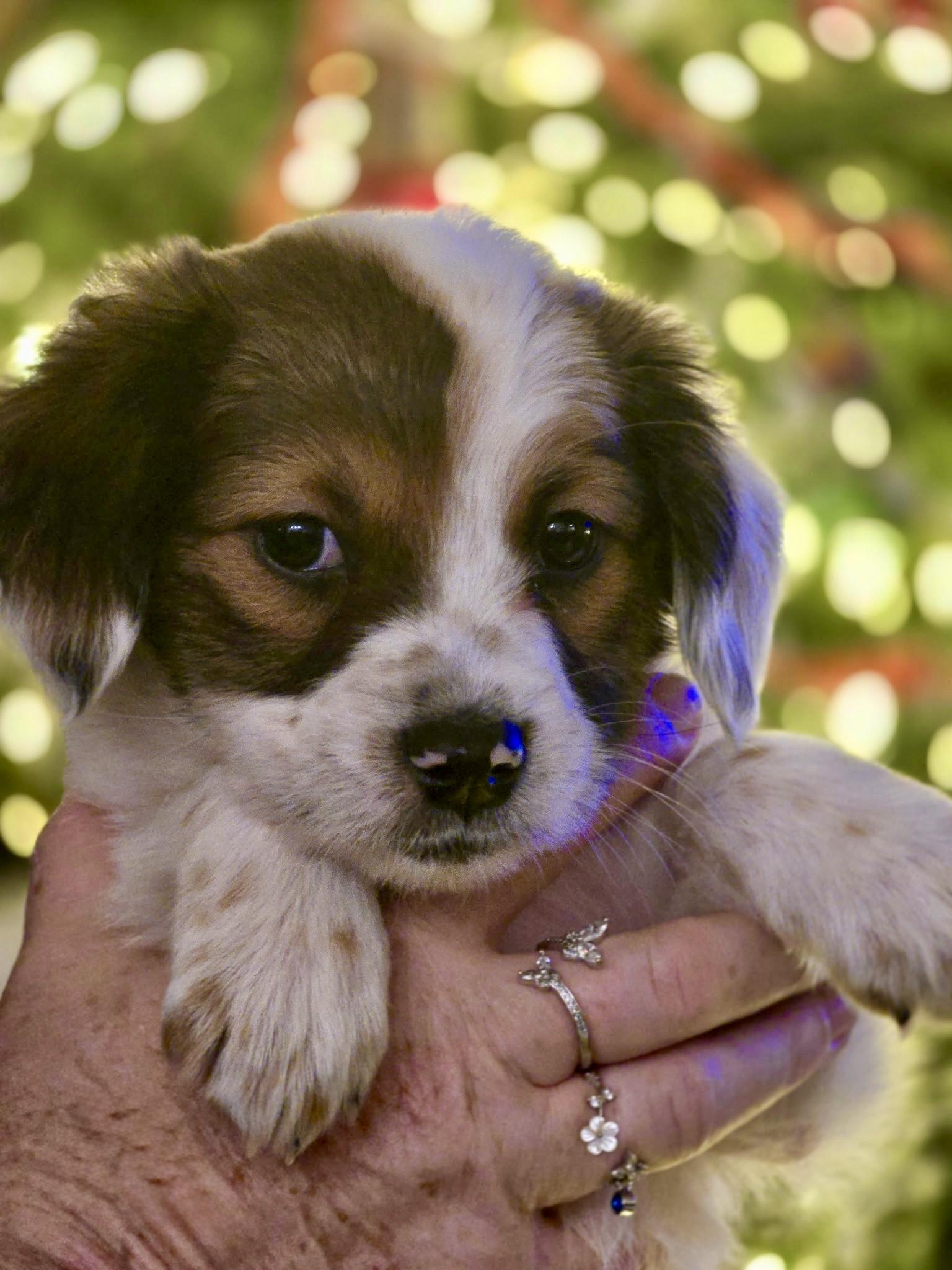 Enlarge Cindy Lou Who, an adopted mixed breed in Waxhaw, NC image 4/5