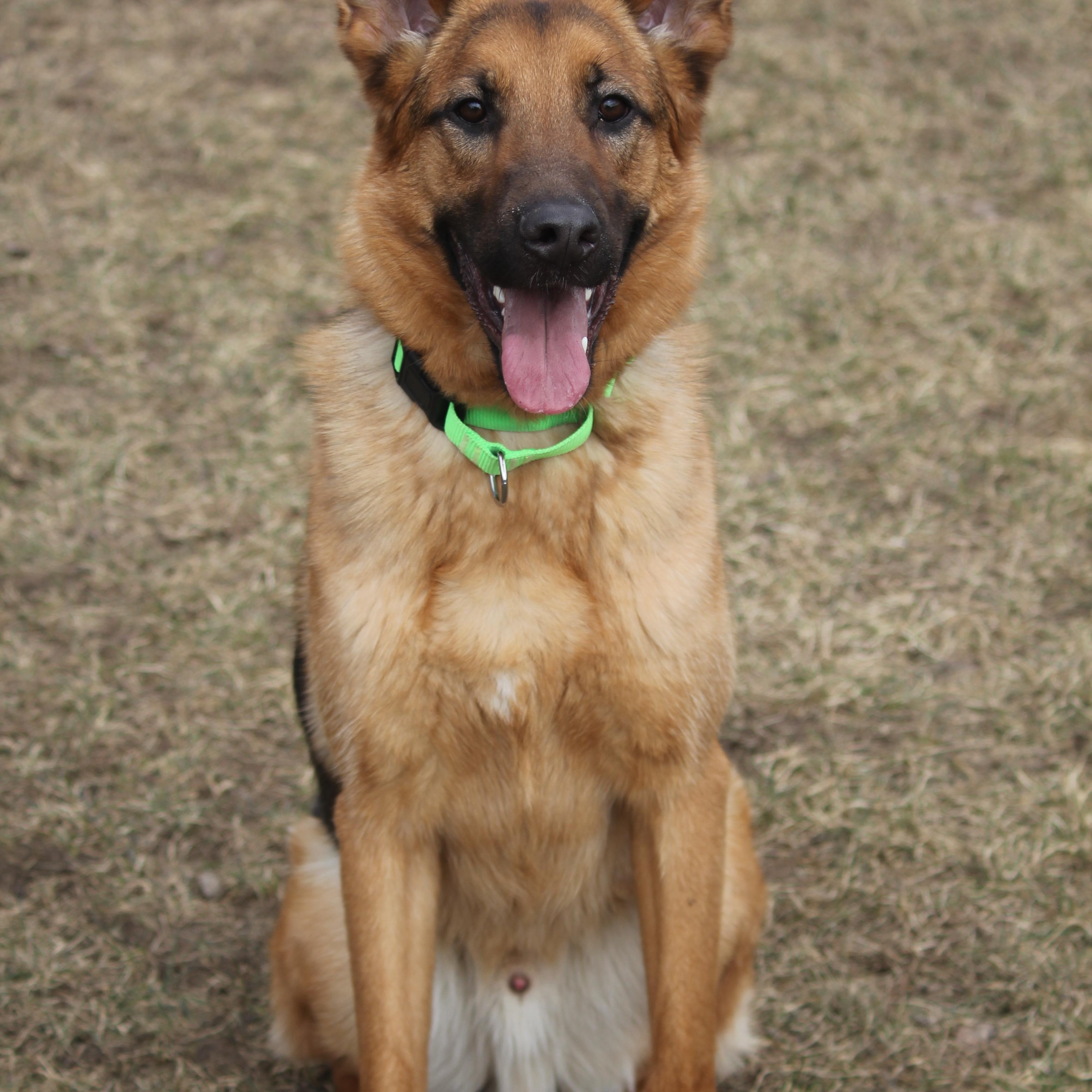 Enlarge Jack, a ADOPTABLE mixed breed in Hayward, WI image 2/3