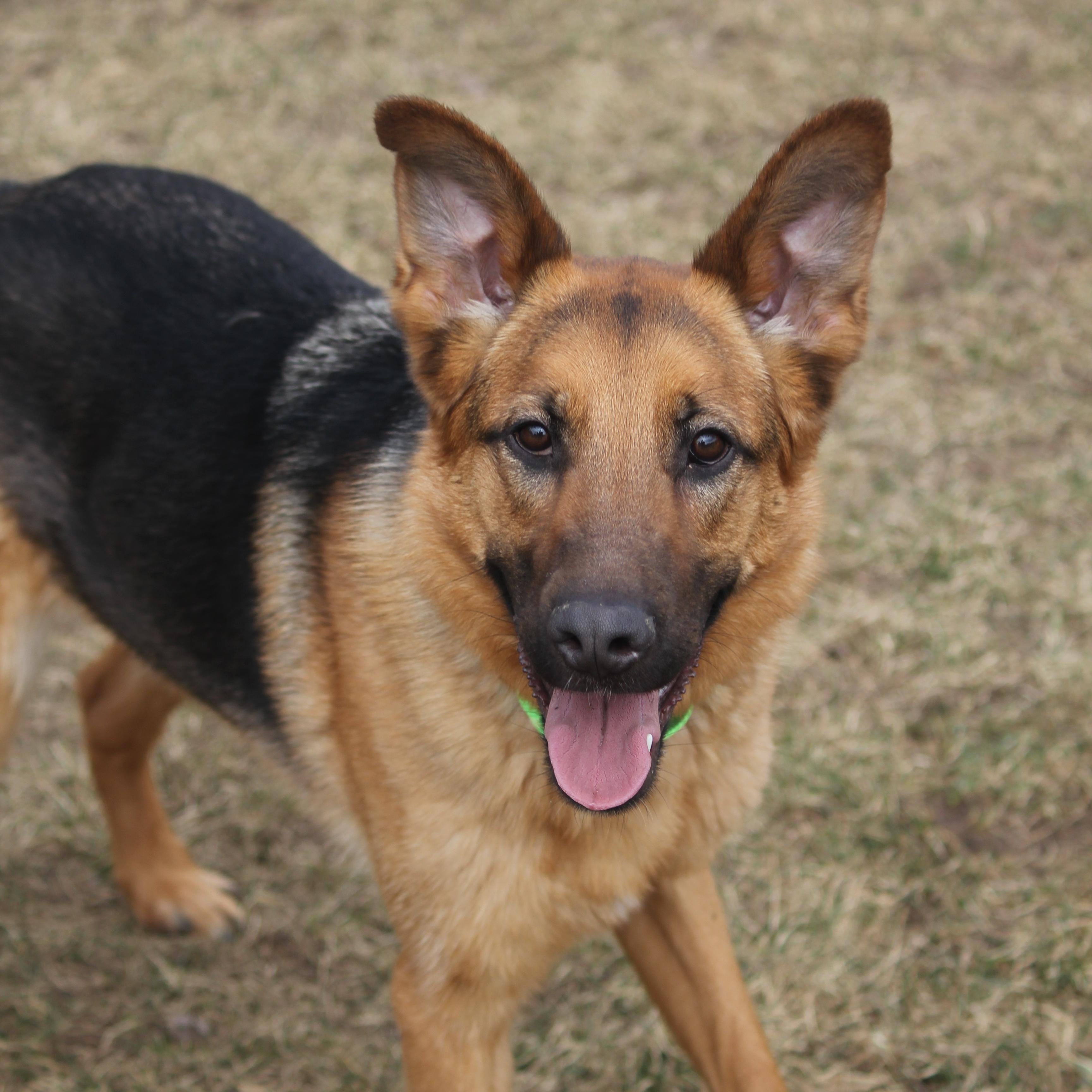Jack, ADOPTABLE, Young Male German Shepherd Dog.