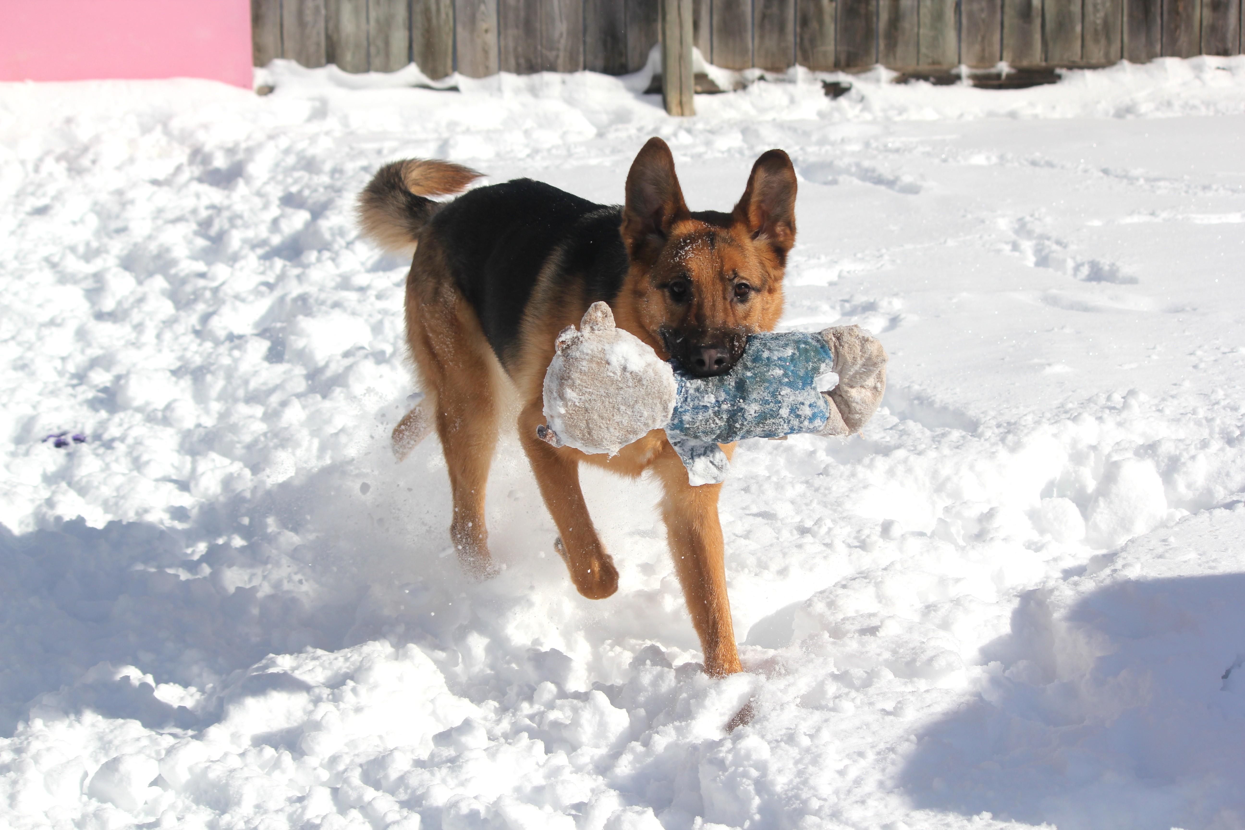 Enlarge Jack, a ADOPTABLE mixed breed in Hayward, WI image 3/3