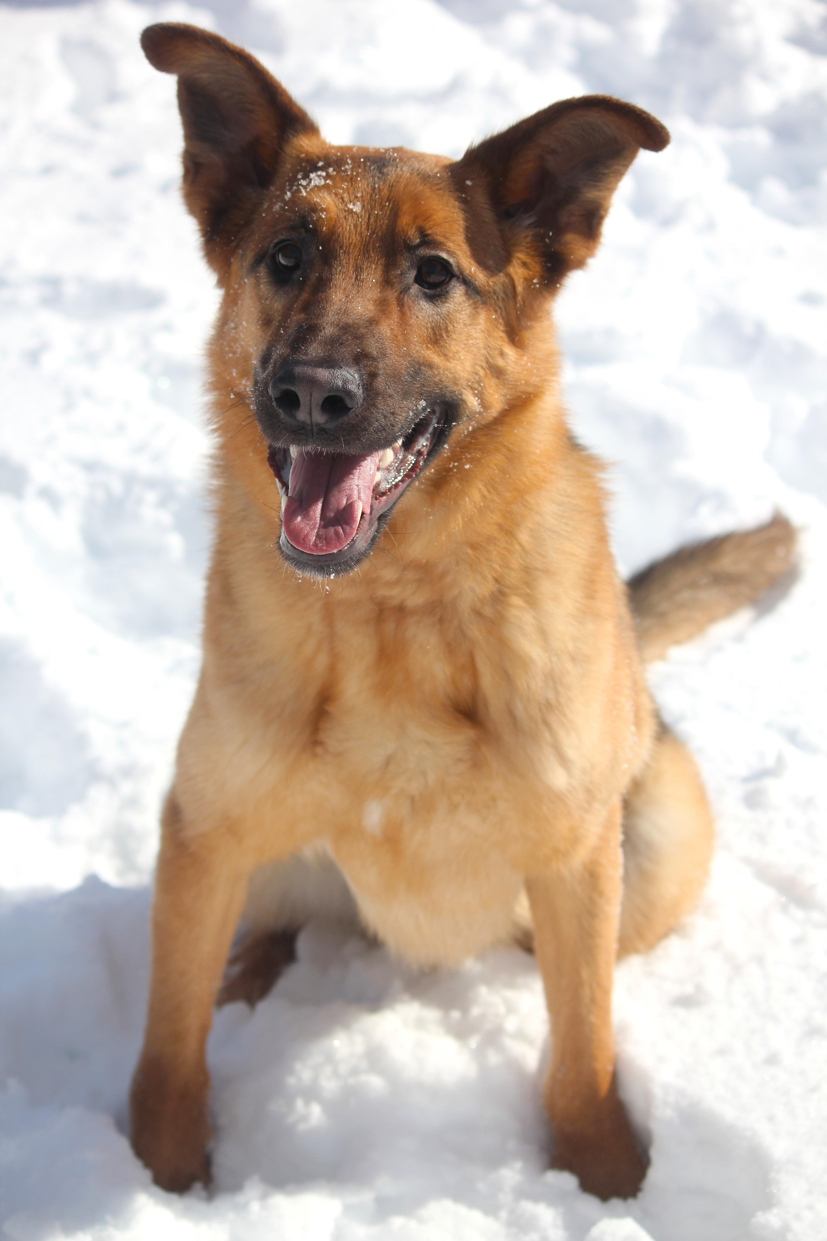 Enlarge Jack, a ADOPTABLE mixed breed in Hayward, WI image 2/3