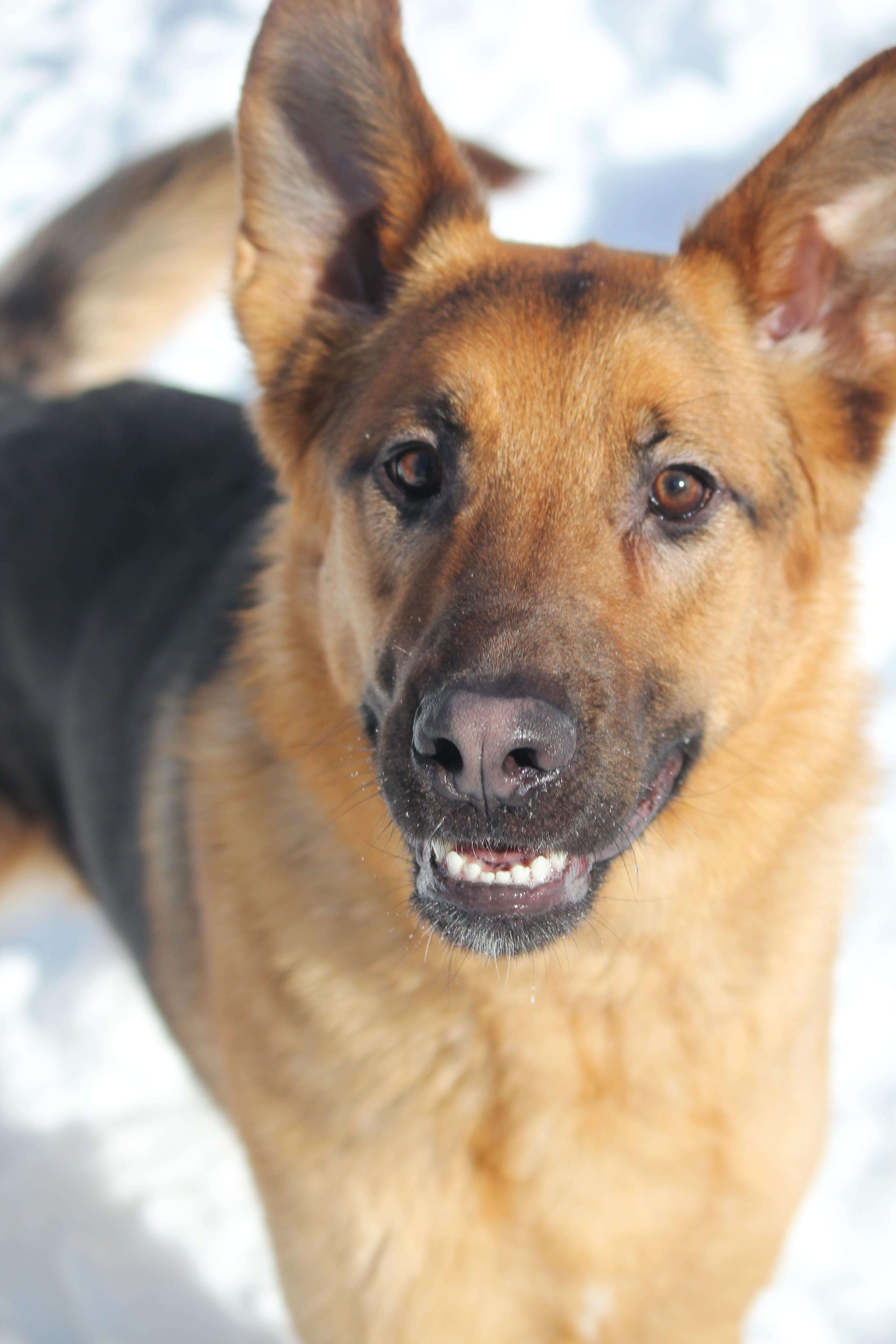 Jack, ADOPTABLE, Adult Male German Shepherd Dog.