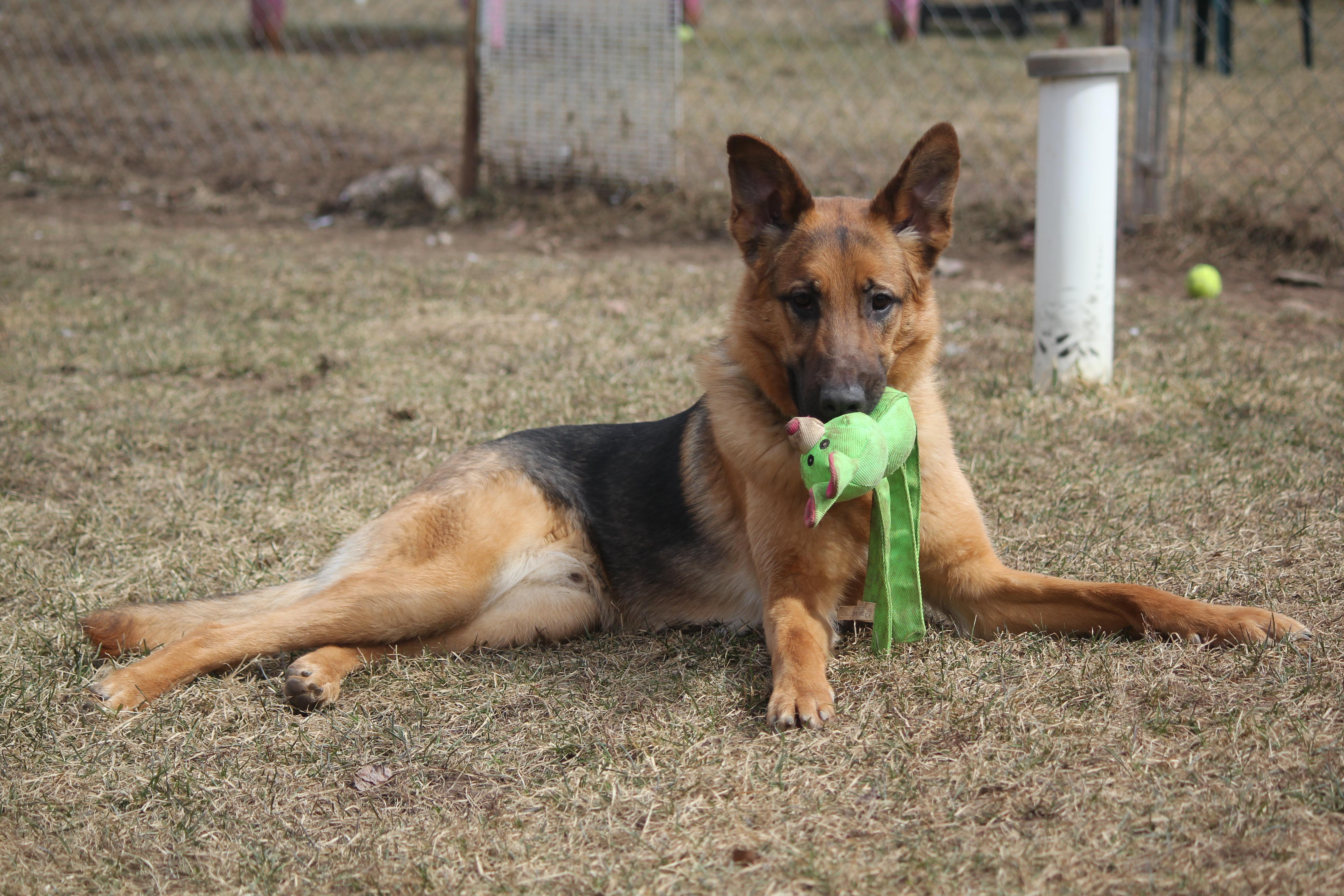 Enlarge Jack, a ADOPTABLE mixed breed in Hayward, WI image 3/3