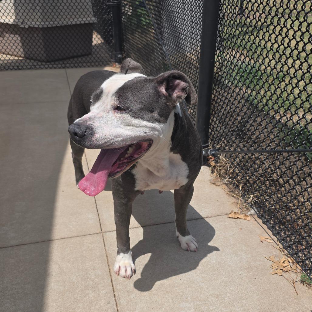 Shata, a Adoptable Pit Bull Terrier in Norman, OK image 1/6