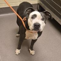 Shata, a Adoptable Pit Bull Terrier in Norman, OK image 2/6
