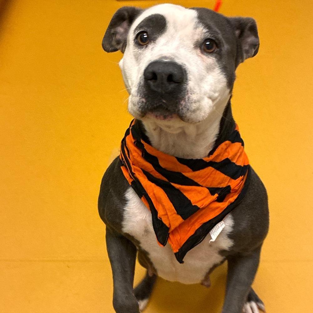 Shata, a Adoptable Pit Bull Terrier in Norman, OK image 3/6