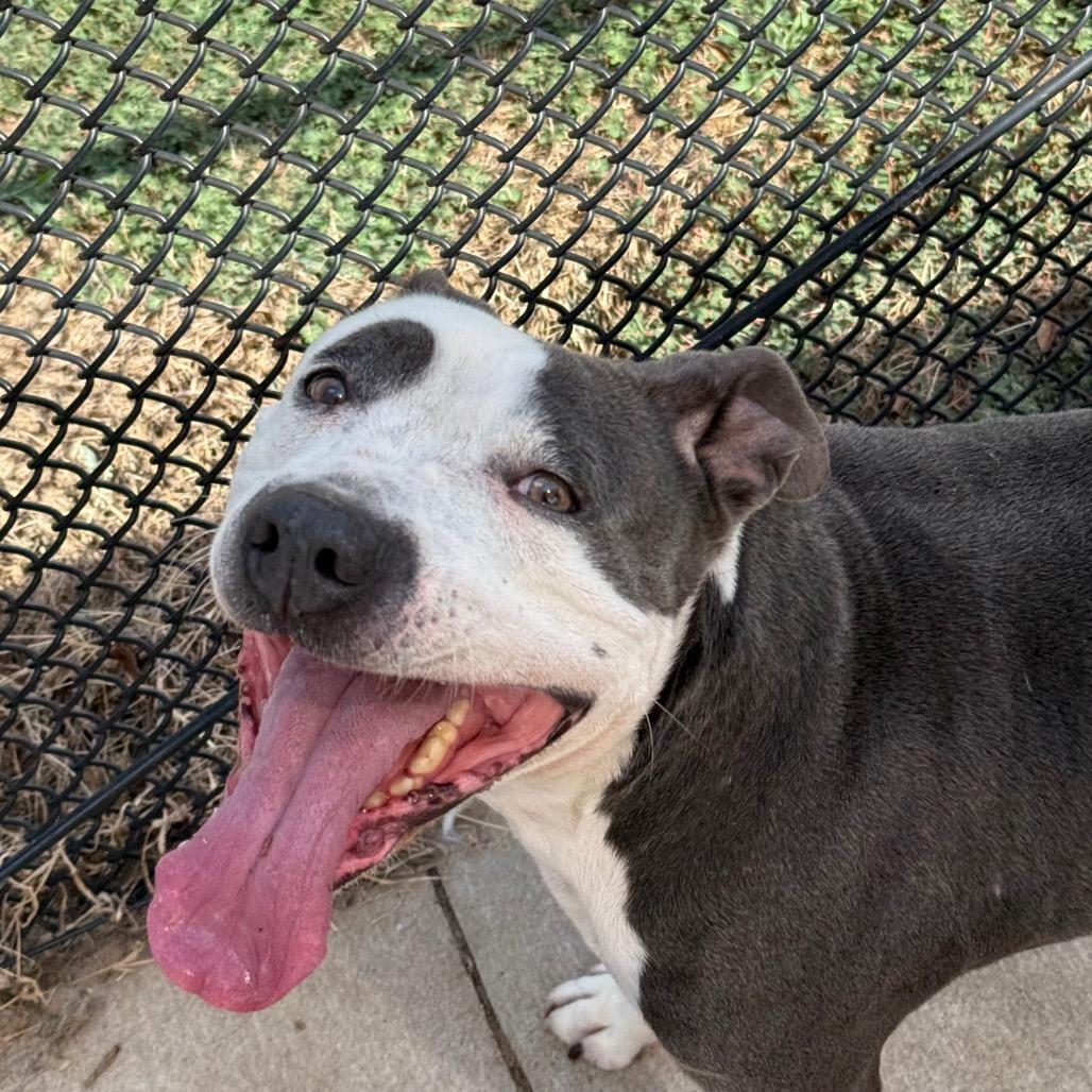 Shata, a Adoptable Pit Bull Terrier in Norman, OK image 4/6