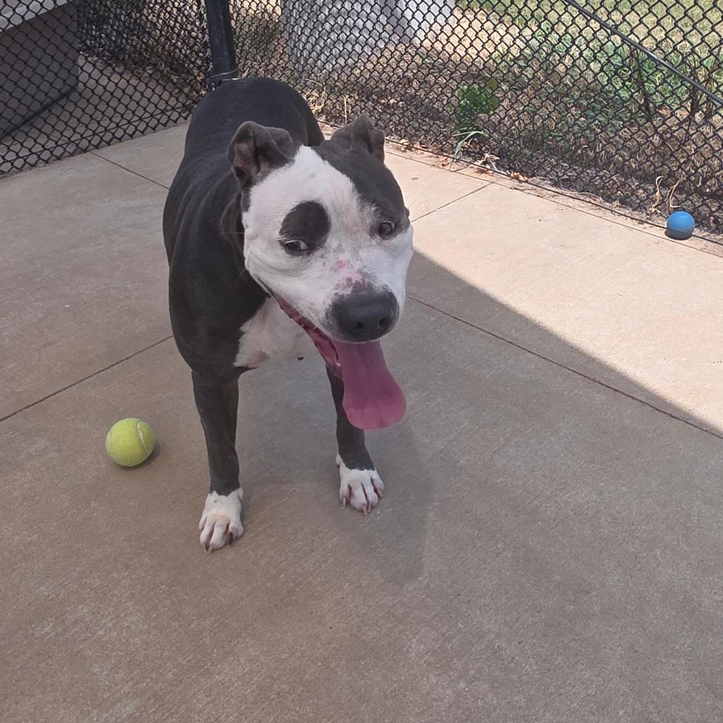 Shata, a Adoptable Pit Bull Terrier in Norman, OK image 5/6