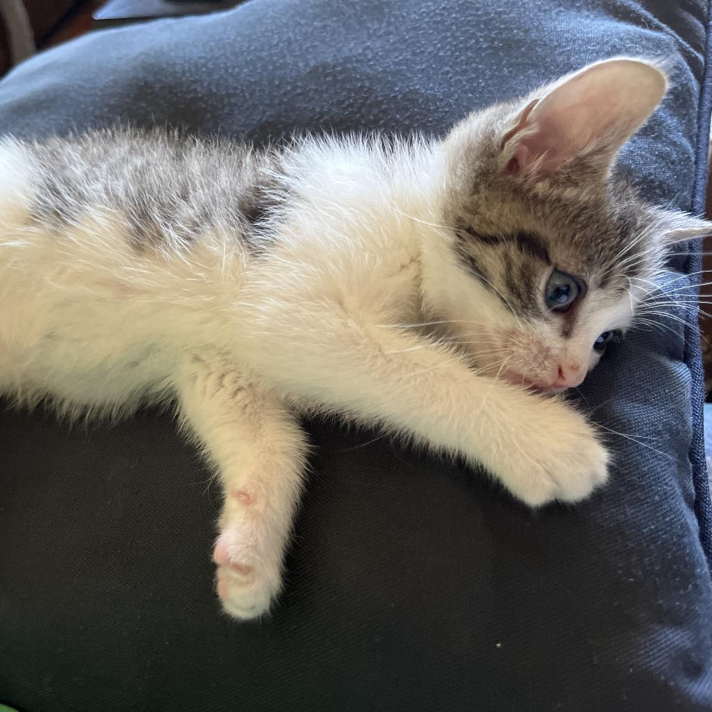 Alice, Adopted, Kitten Female Domestic Short Hair.