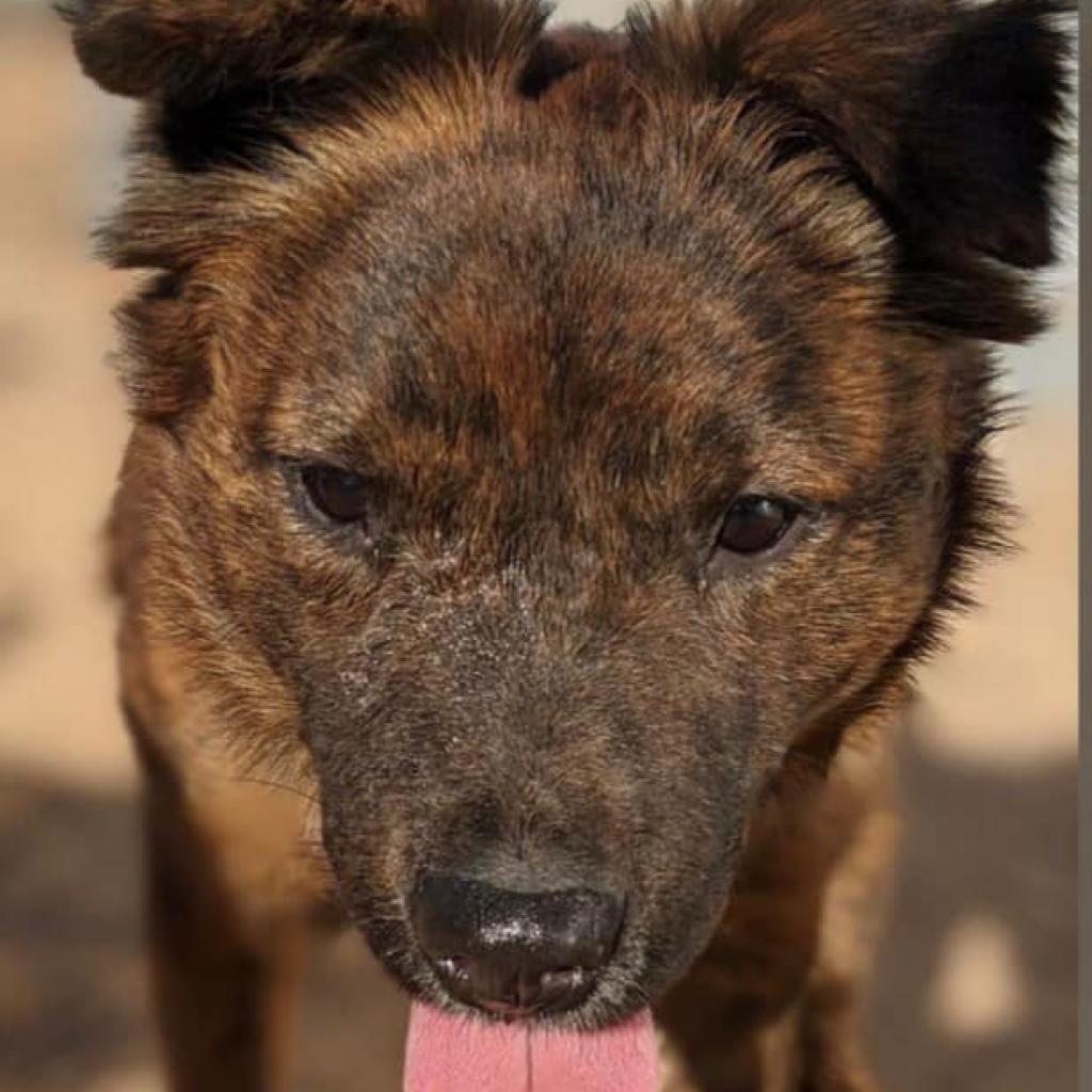 Bart, adoptable, Adult Male Australian Shepherd & Cattle Dog.