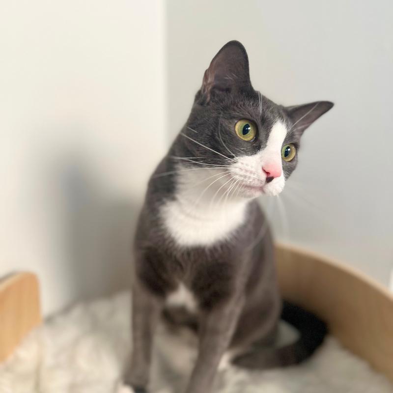 Ellie, a Adoptable Domestic Short Hair in Port Chester, NY image 2/3
