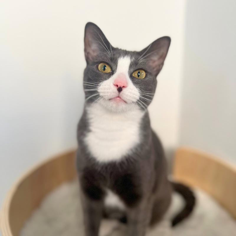 Ellie, a Adoptable Domestic Short Hair in Port Chester, NY image 3/3
