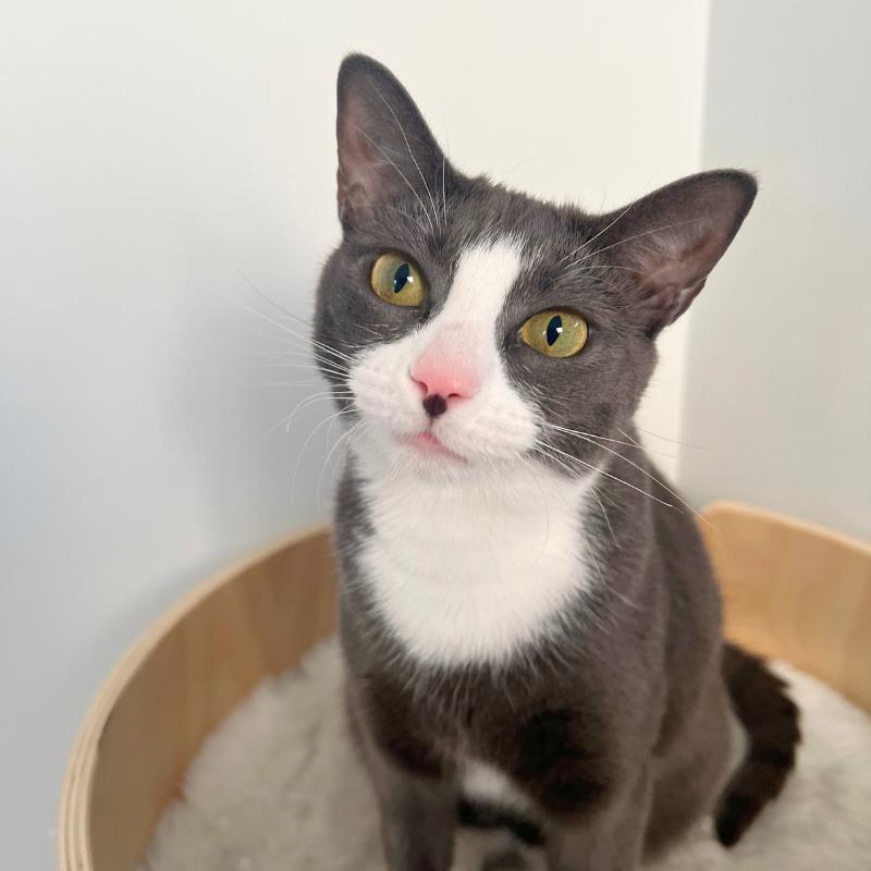 Ellie, Adoptable, Young Female Domestic Short Hair.