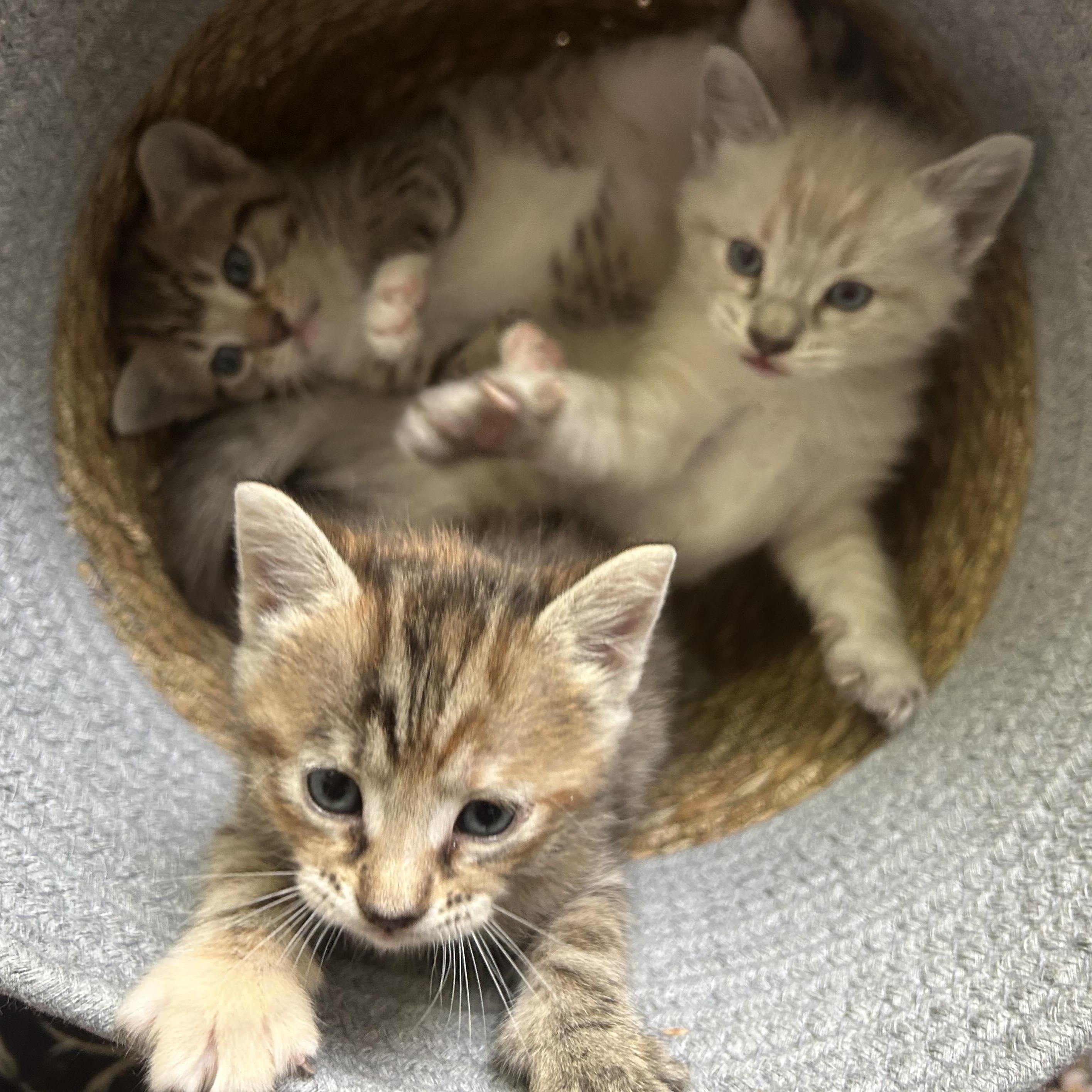Enlarge Edith , an adopted American Shorthair in Lilburn, GA image 6/6