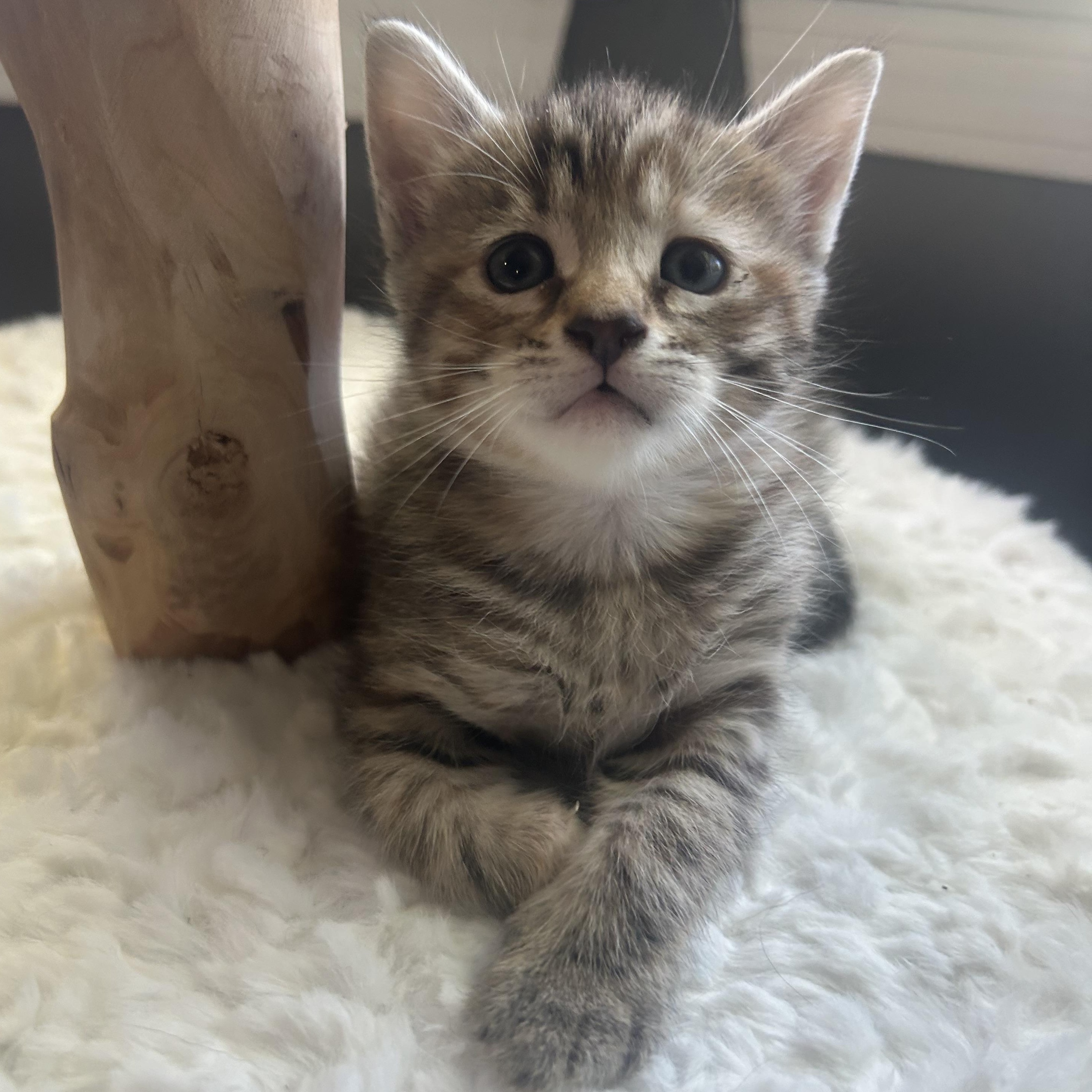 Enlarge Edith , an adopted American Shorthair in Lilburn, GA image 4/6
