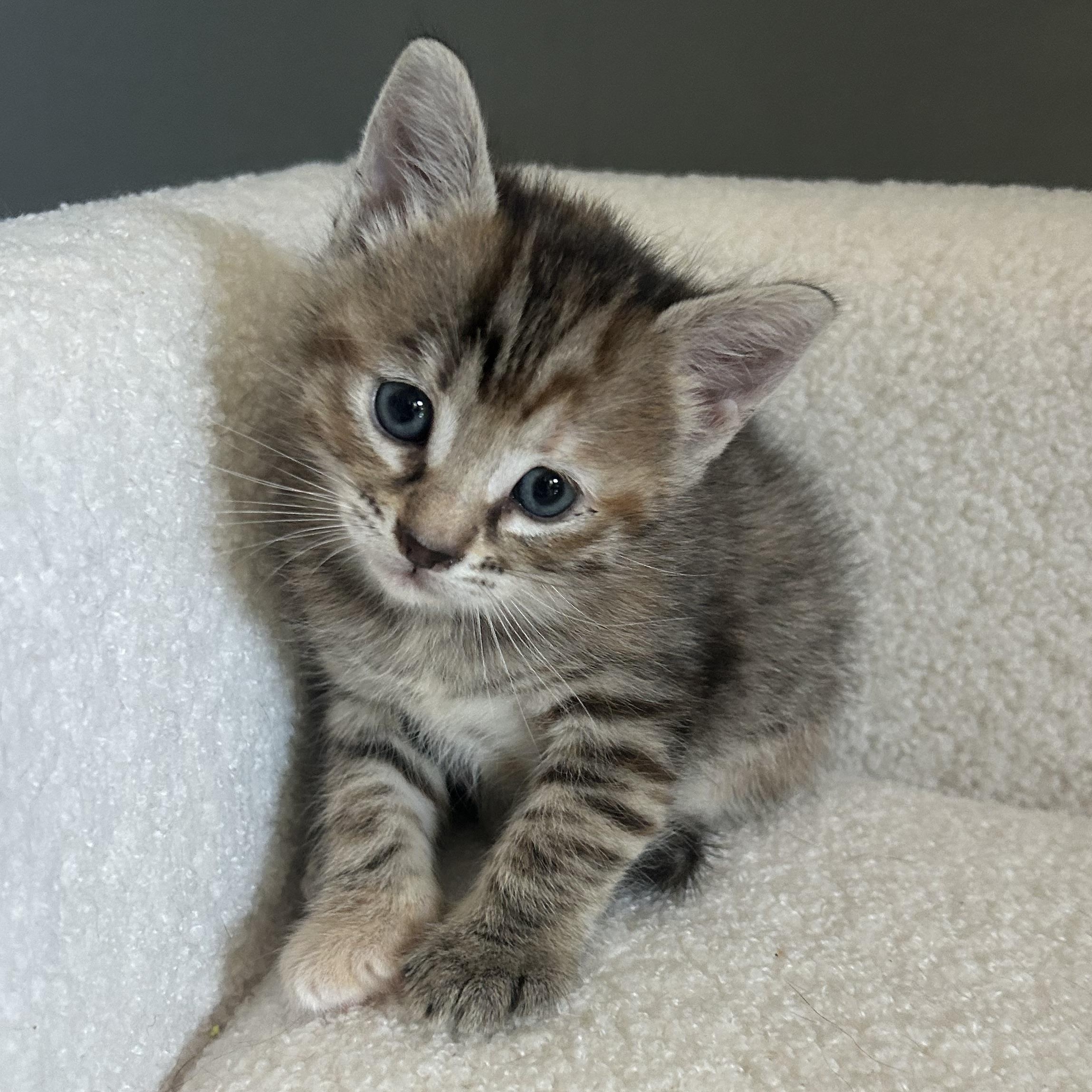 Edith , adopted, Kitten Female American Shorthair.
