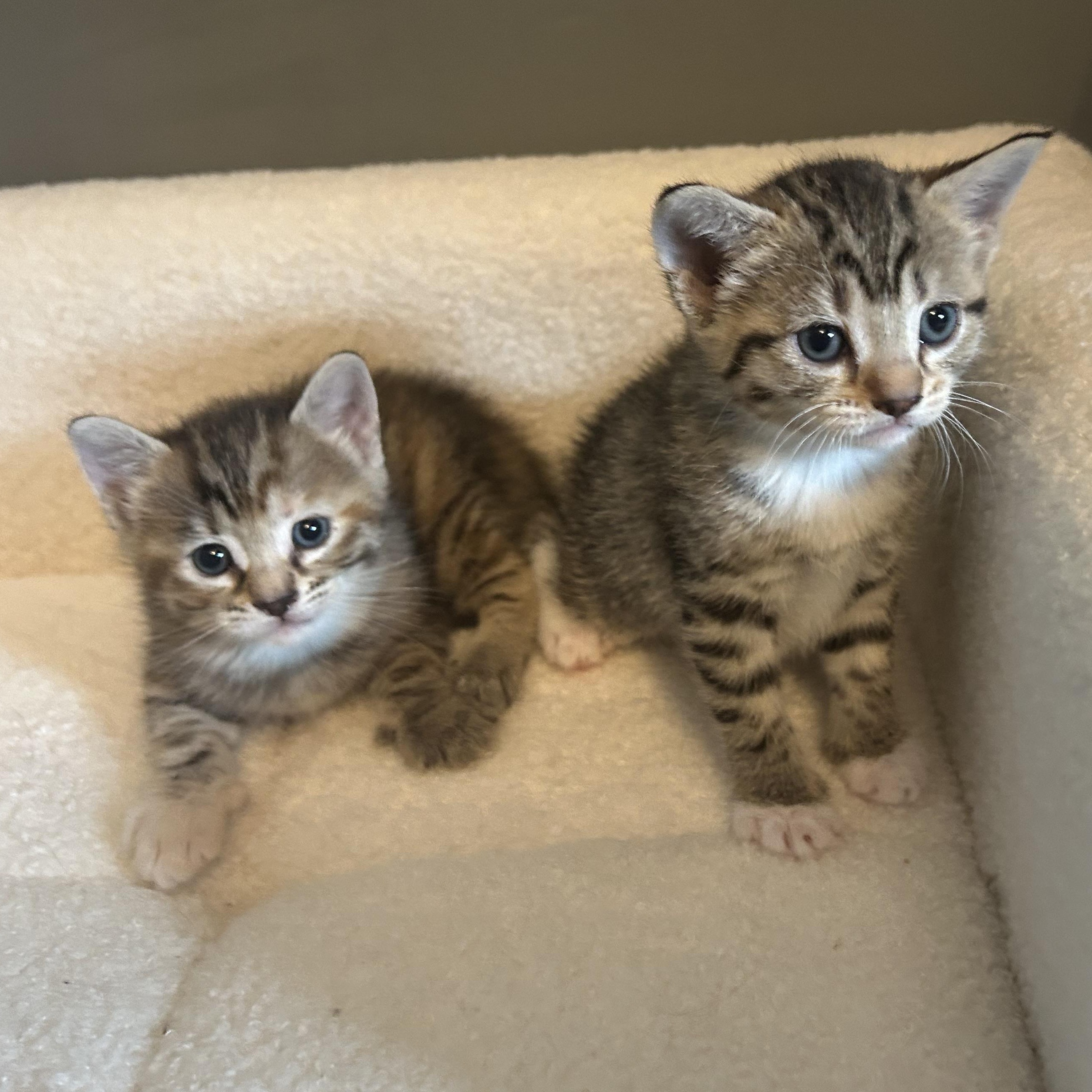 Enlarge Edith , an adopted American Shorthair in Lilburn, GA image 5/6