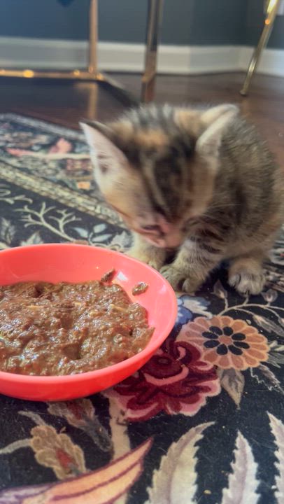 Enlarge Edith , an adopted American Shorthair in Lilburn, GA video 2/6