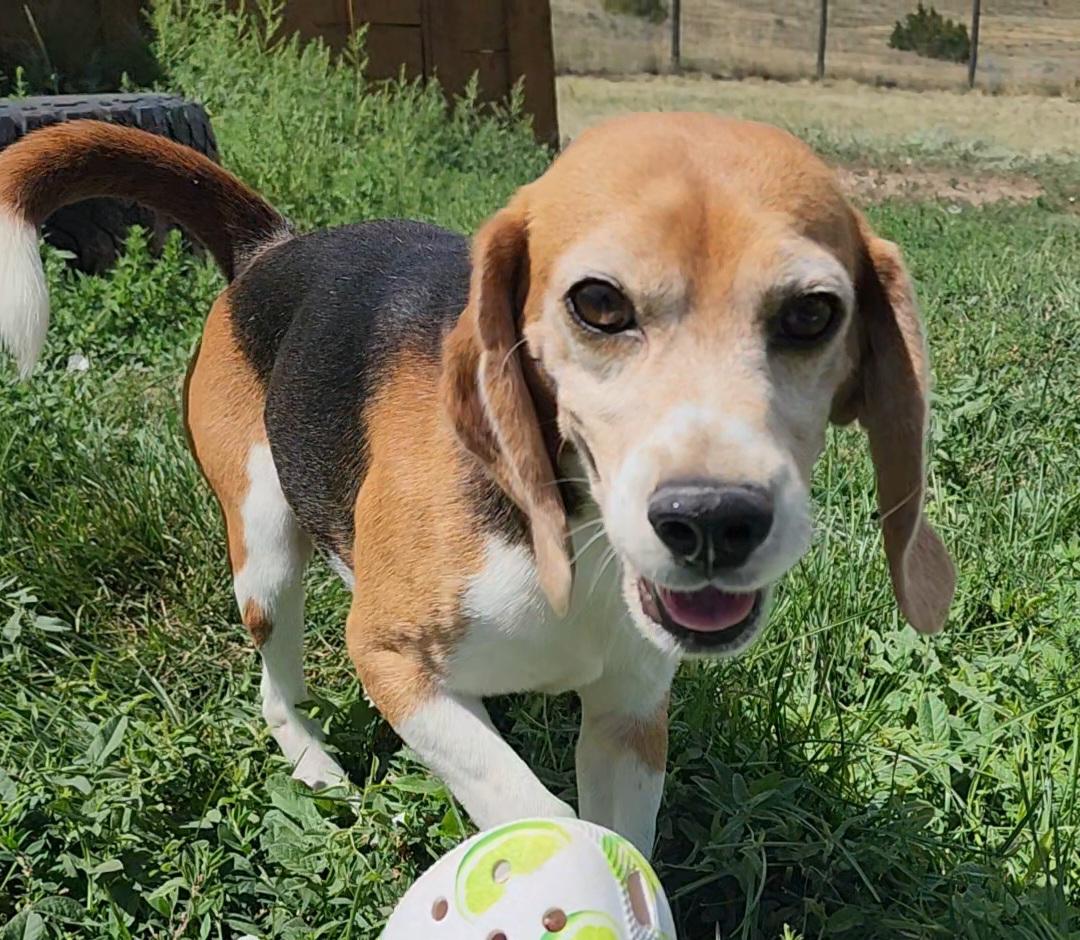 Willie Mays, an adoptable Beagle in Hartville, WY, 82215 | Photo Image 2