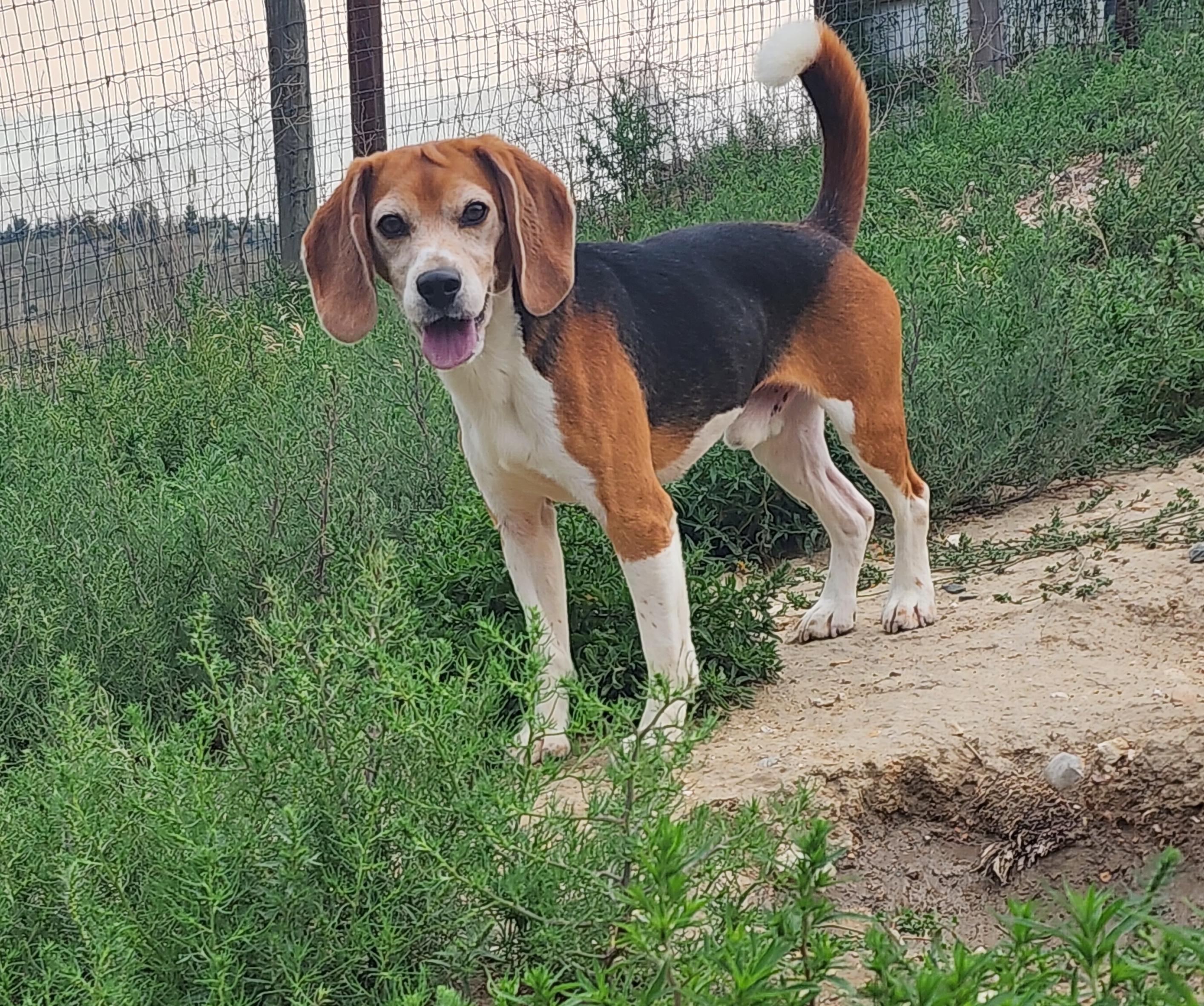 Willie Mays, an adoptable Beagle in Hartville, WY, 82215 | Photo Image 3