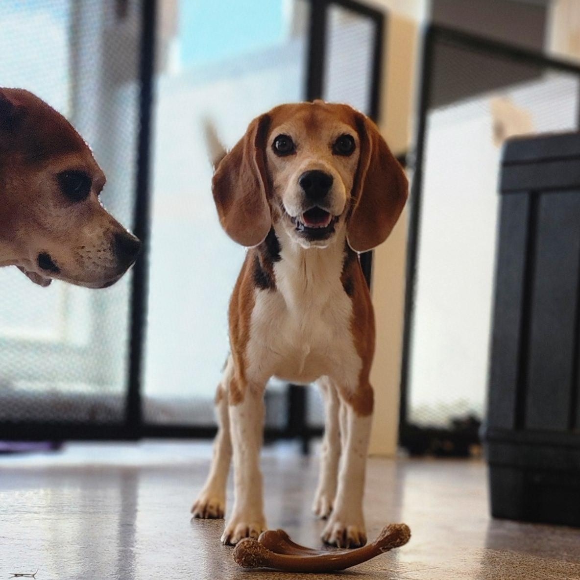 Willie Mays, an adoptable Beagle in Hartville, WY, 82215 | Photo Image 1