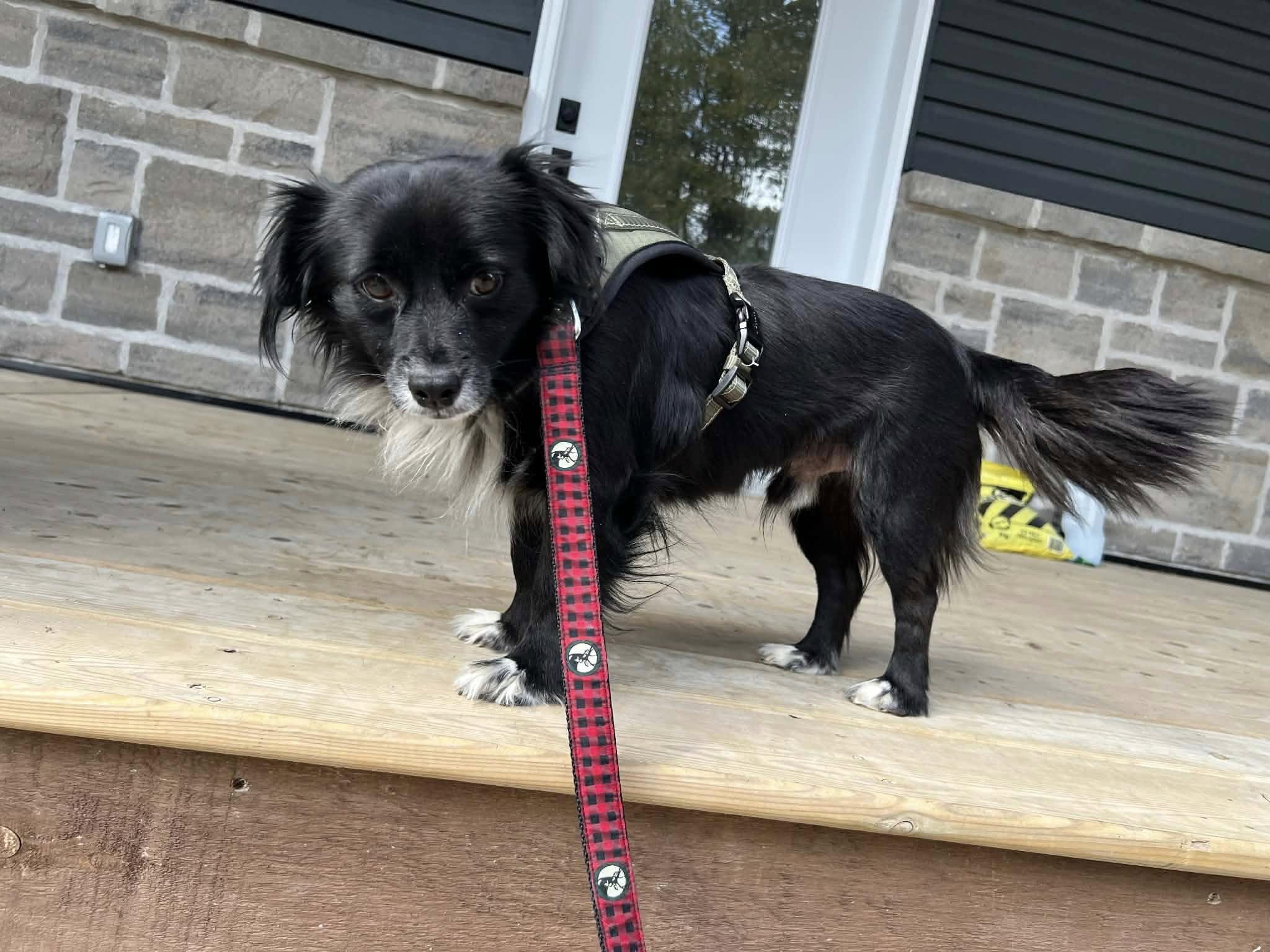 Enlarge Axel, an adopted mixed breed in Woodstock, ON image 2/4