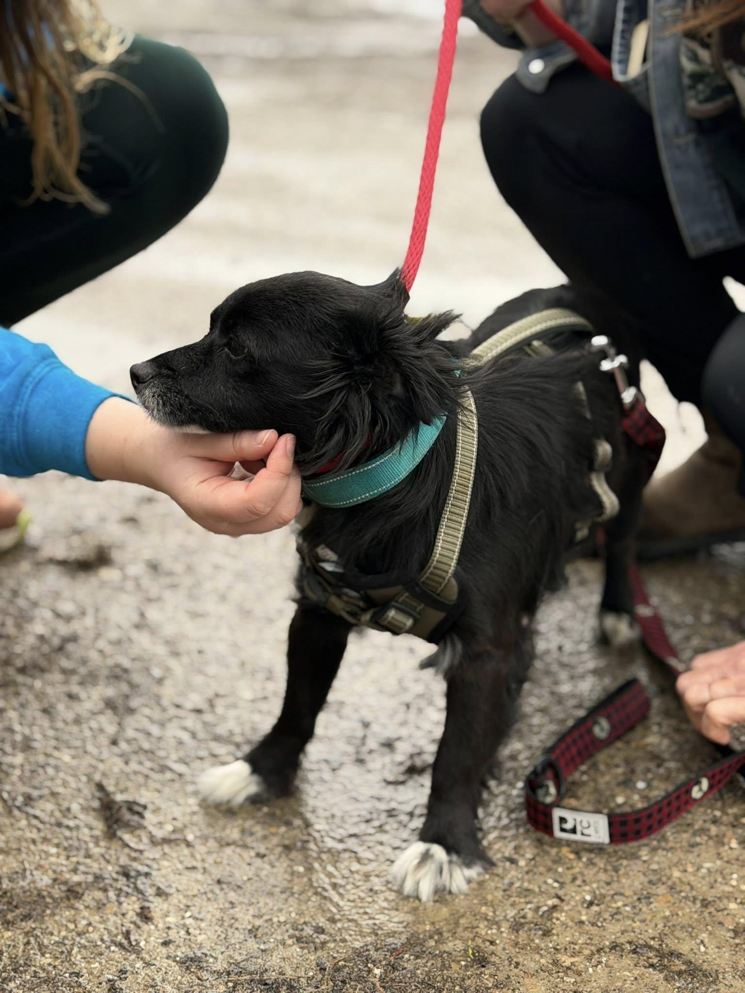 Enlarge Axel, an adopted mixed breed in Woodstock, ON image 4/4